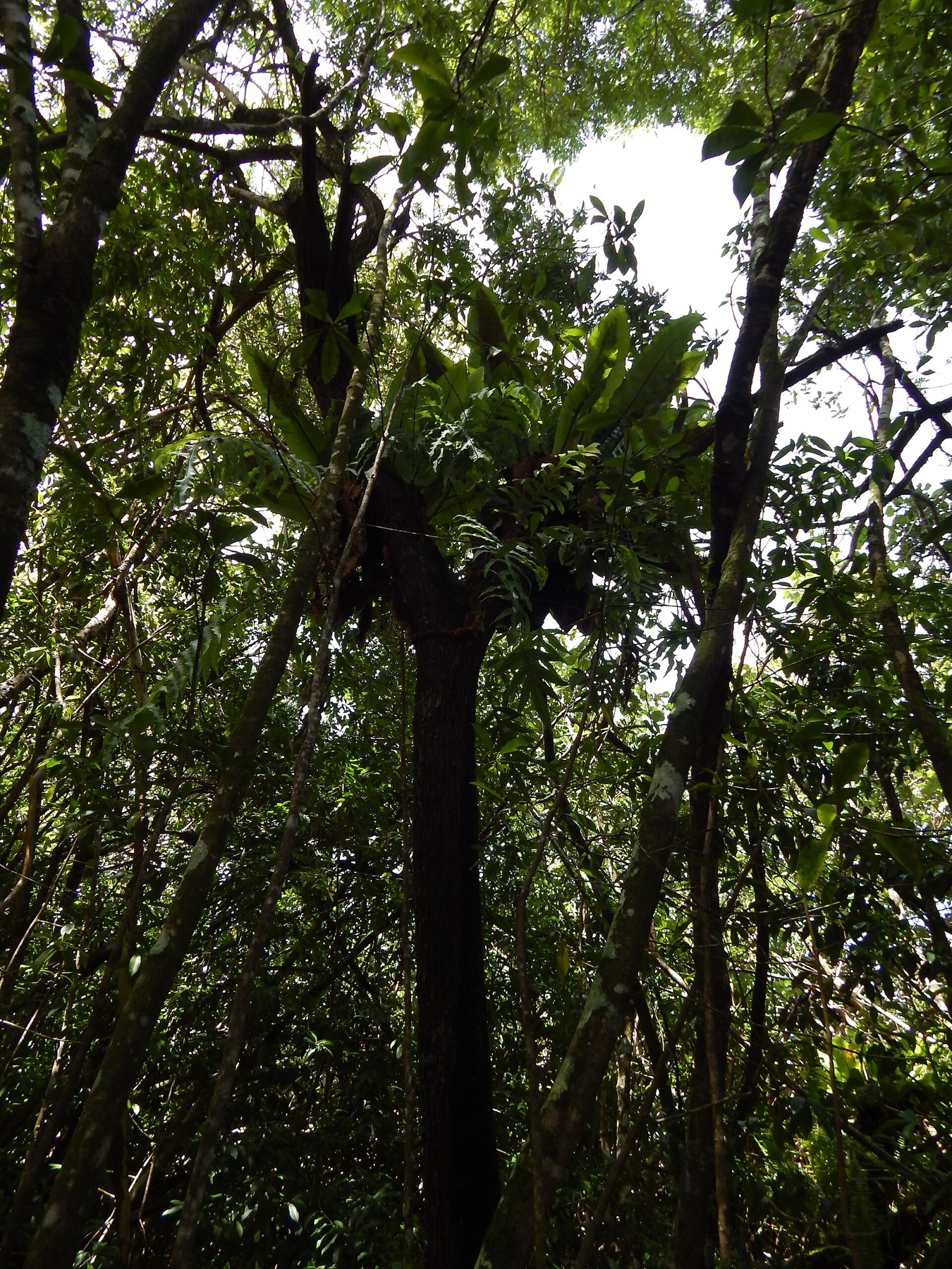 Bird's Nest Fern — photo 3