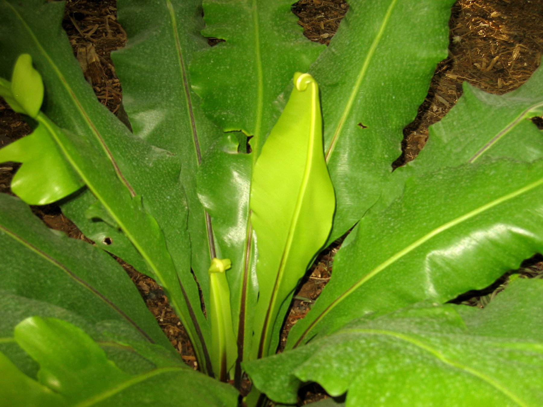 Bird's Nest Fern — photo 4
