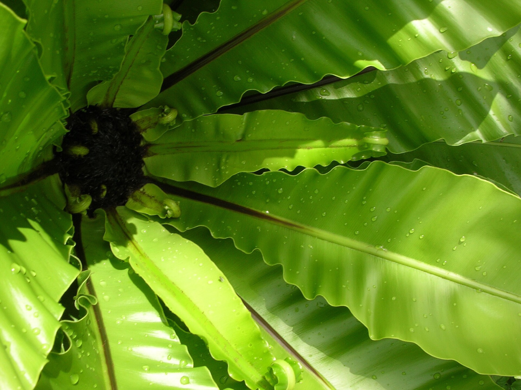 Bird's Nest Fern — photo 5