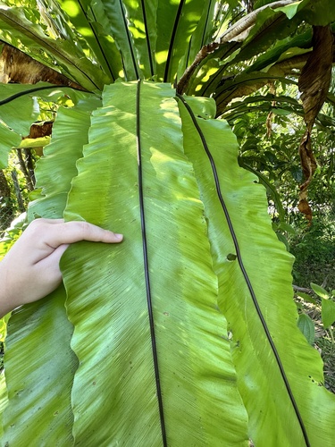 Bird's Nest Fern — photo 24