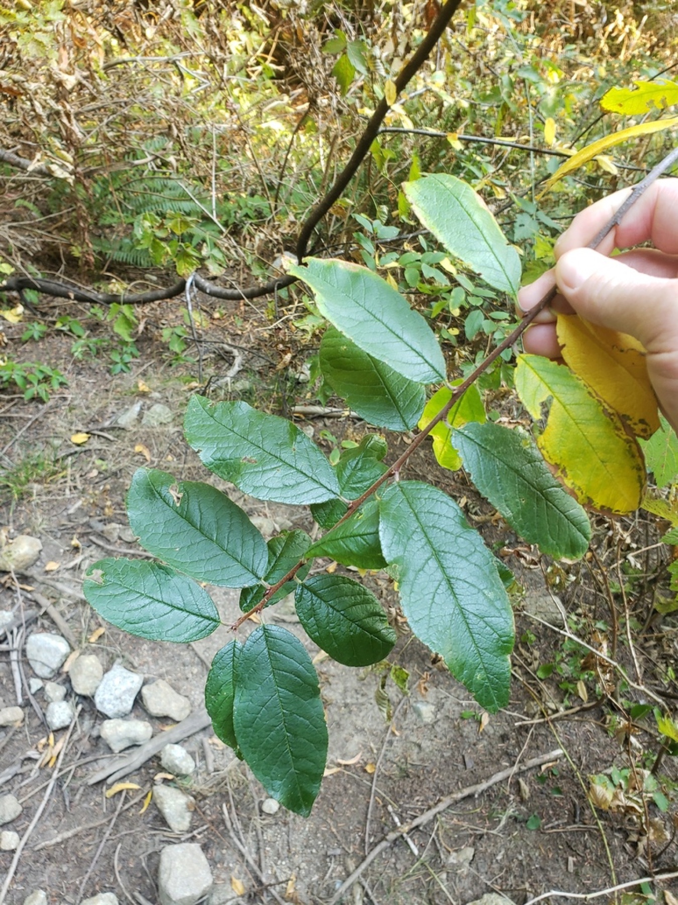 Bitter Cherry — photo 1