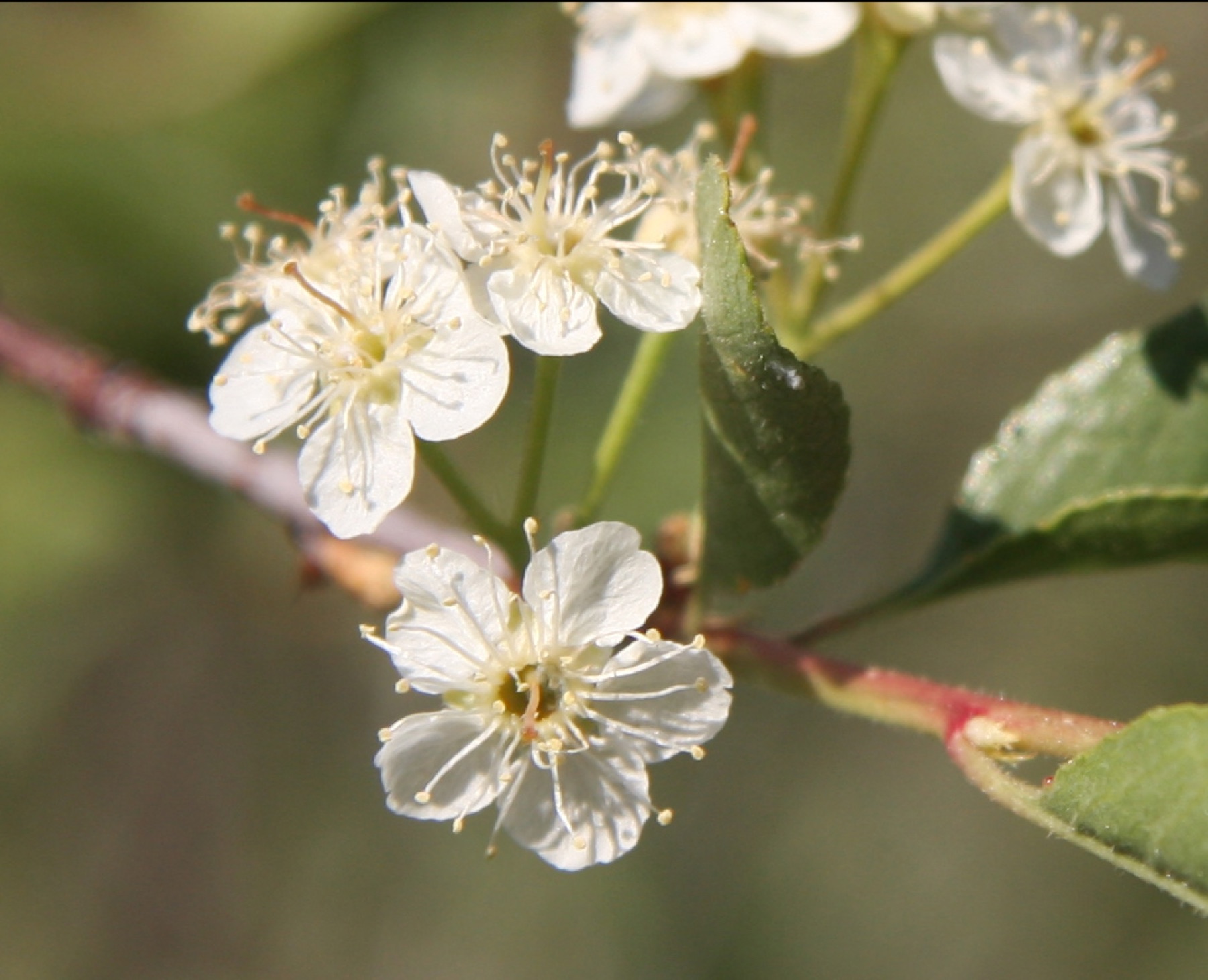 Bitter Cherry — photo 2