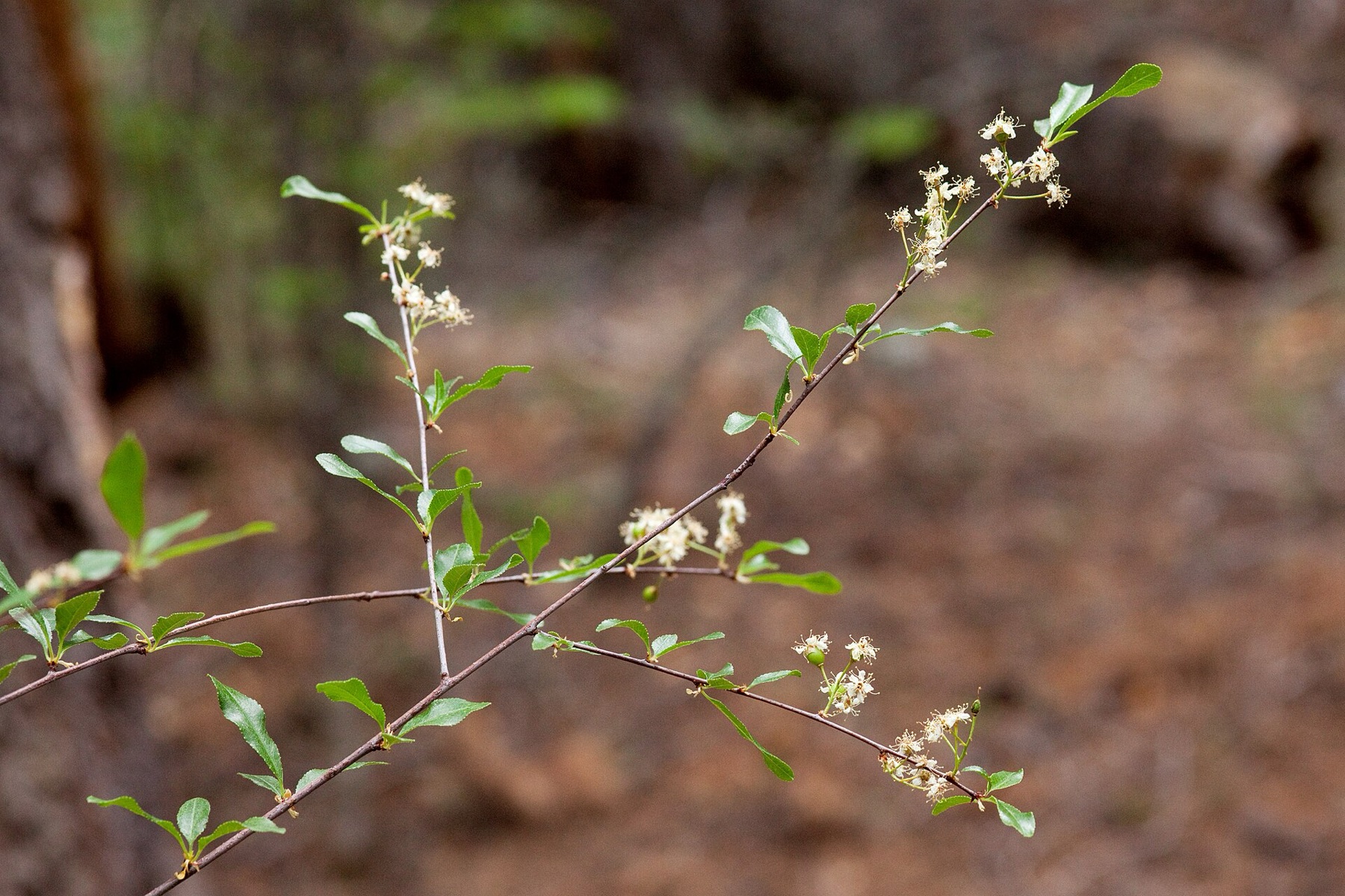 Bitter Cherry — photo 3