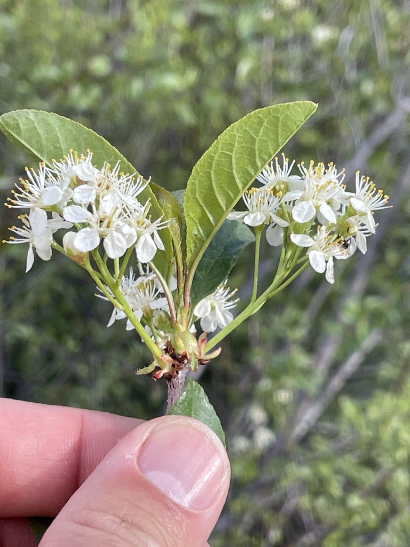 Bitter Cherry — photo 4