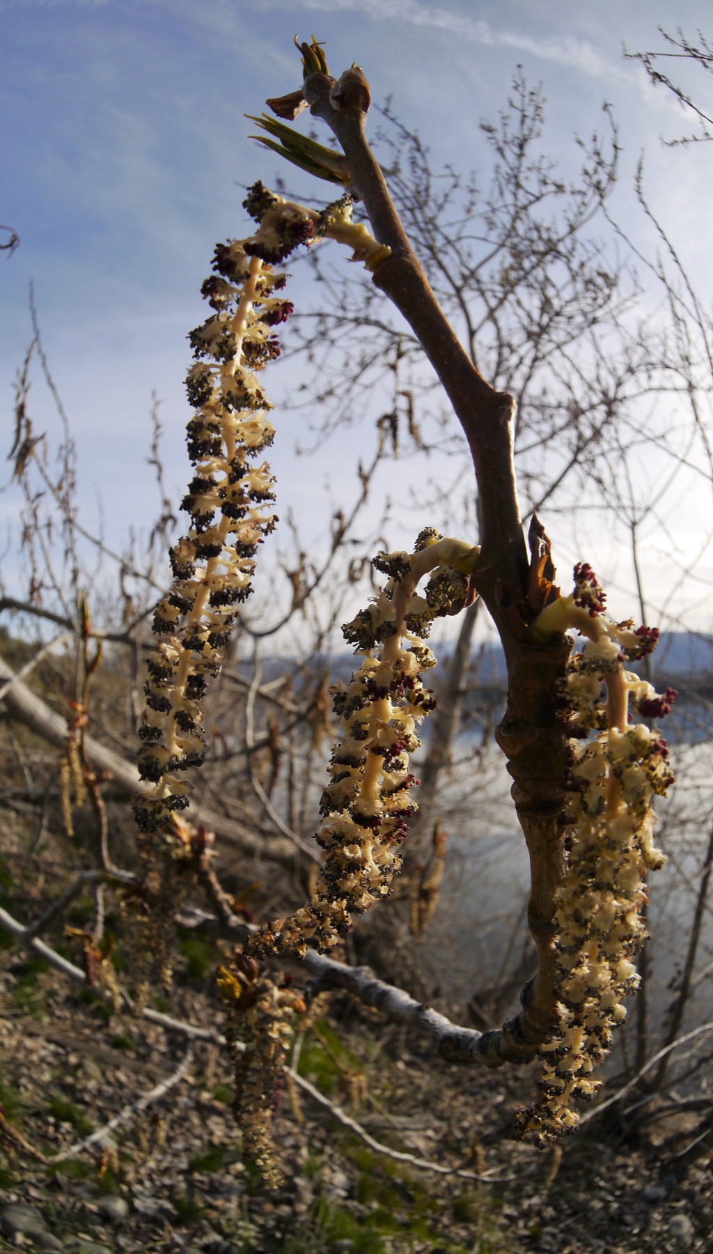 Black Cottonwood
