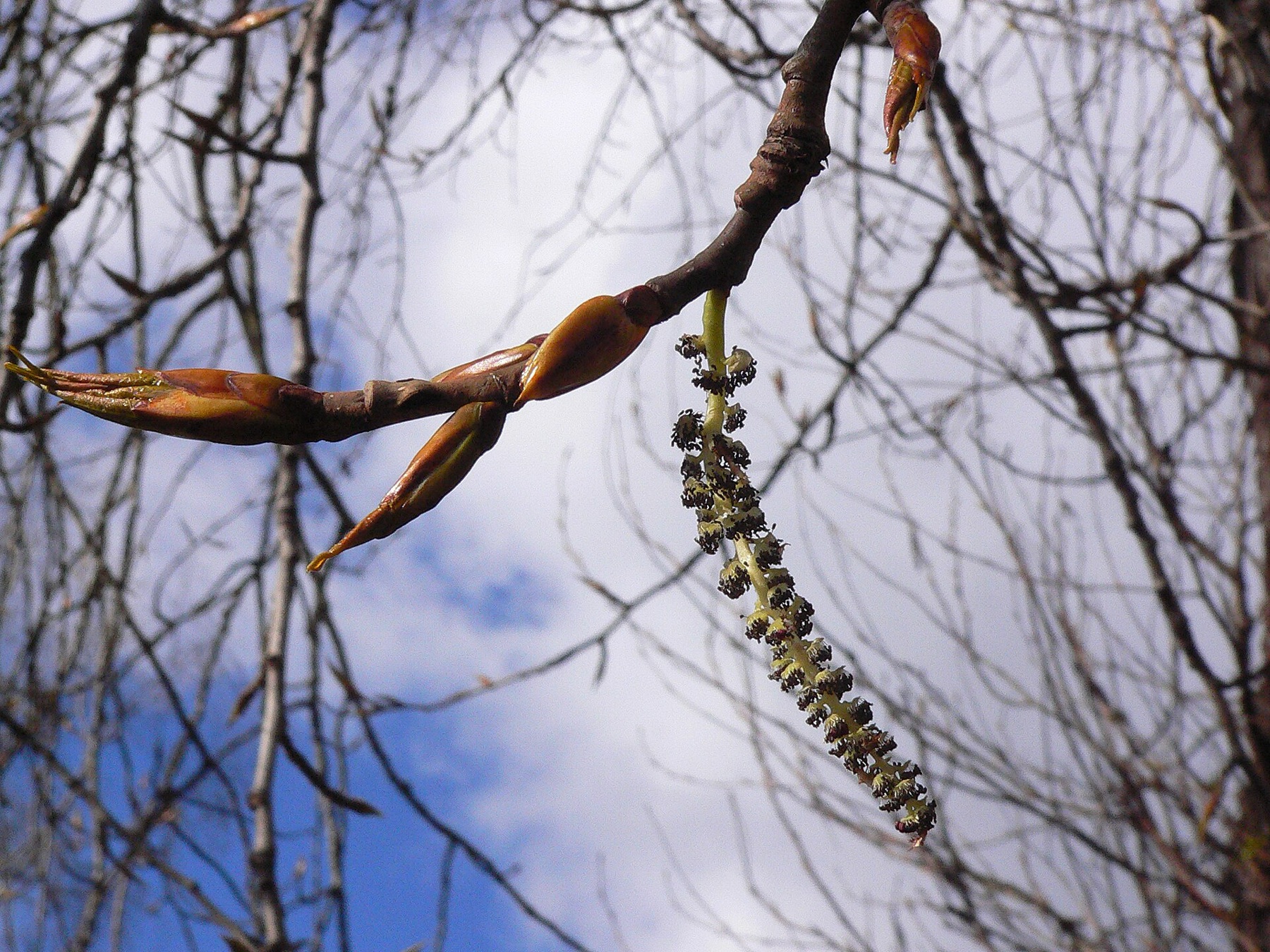 Black Cottonwood — photo 2