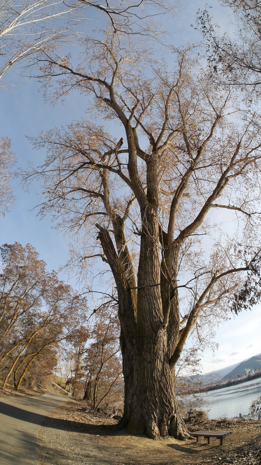 Black Cottonwood — photo 3