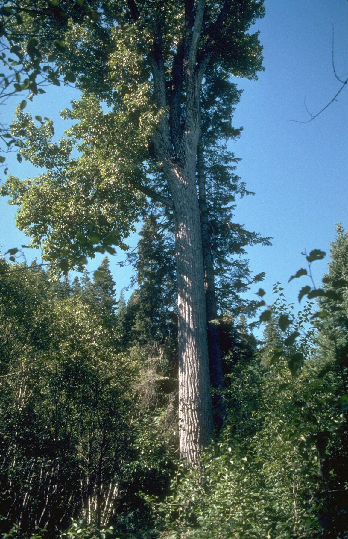 Black Cottonwood — photo 4