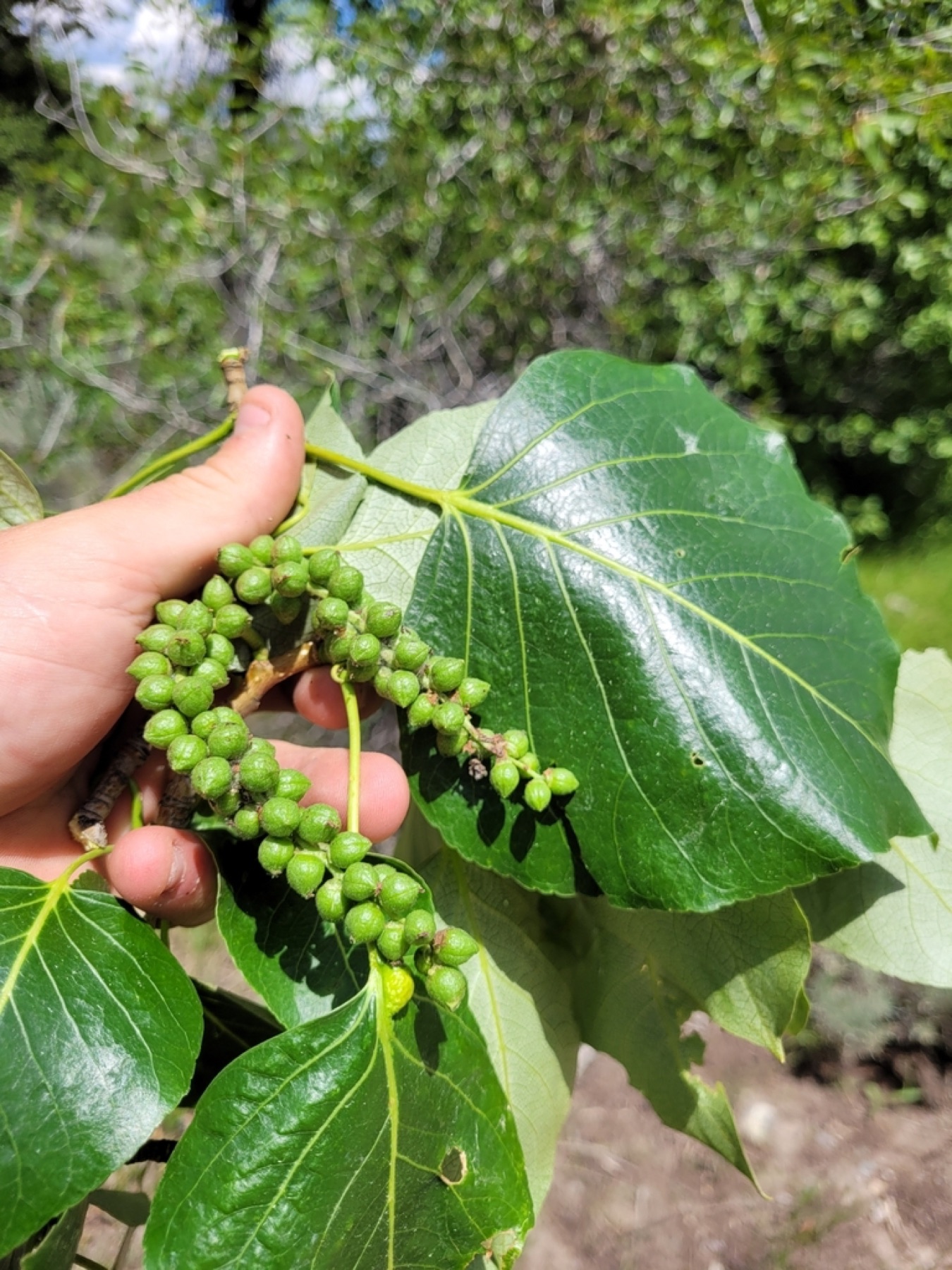 Black Cottonwood — photo 5