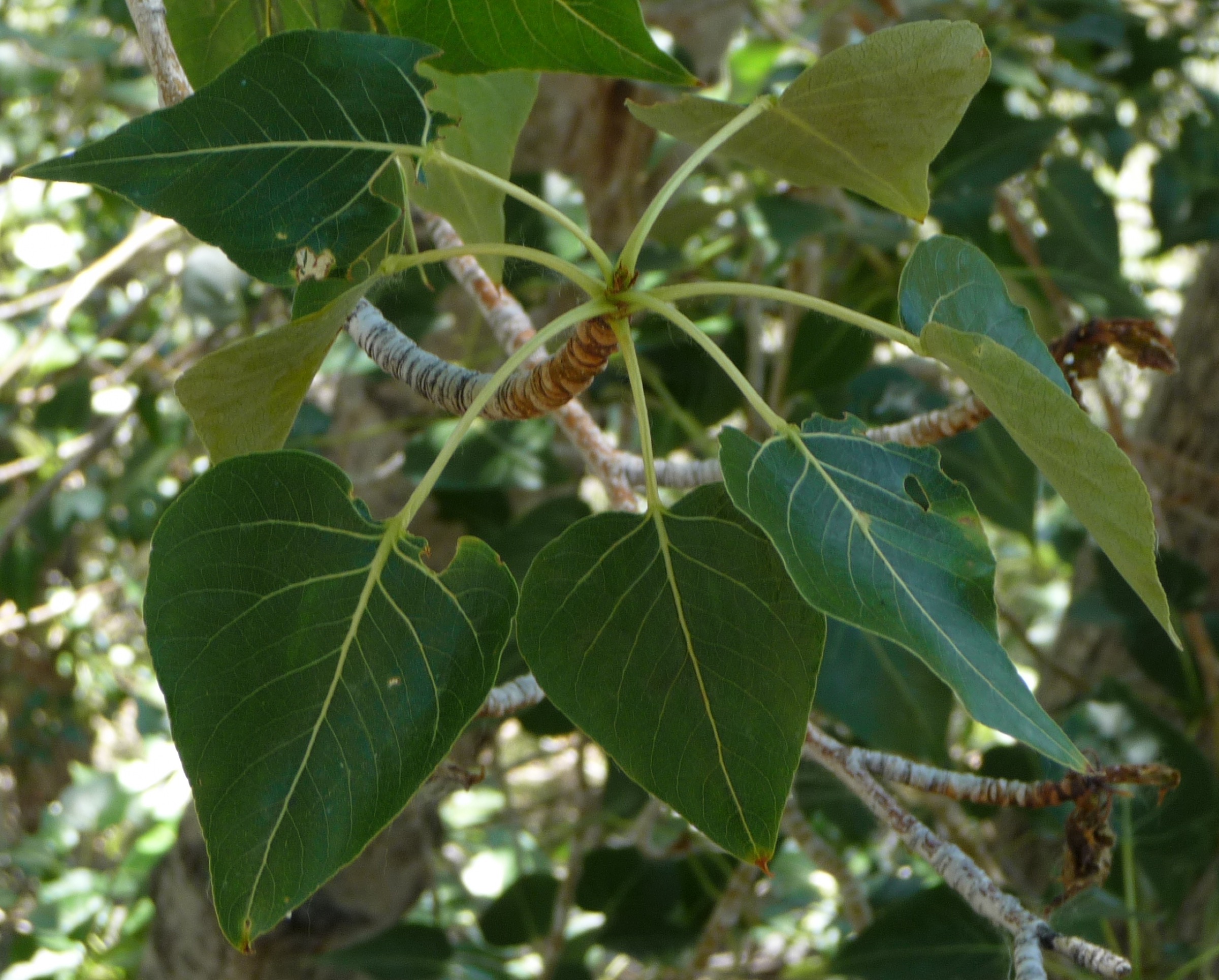 Black Cottonwood