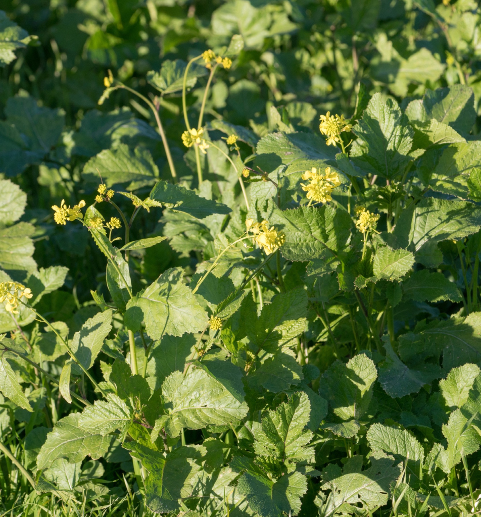 Black Mustard — photo 6