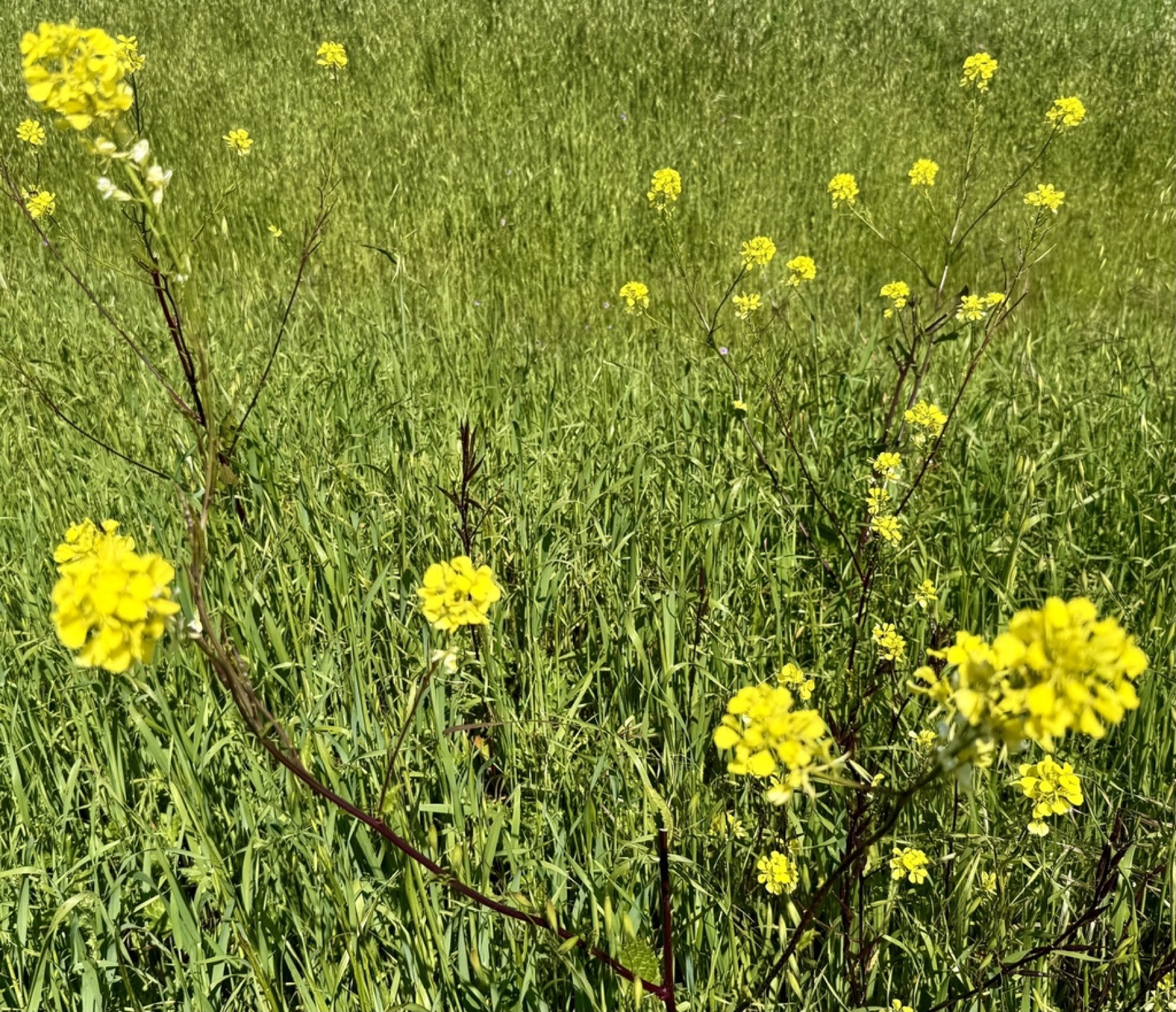 Black Mustard — photo 7