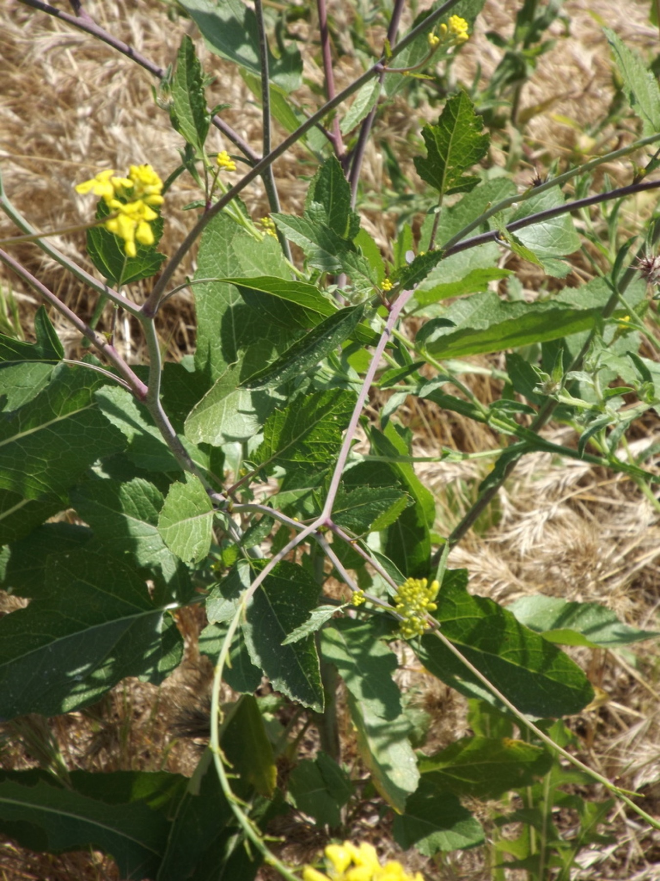 Black Mustard — photo 8