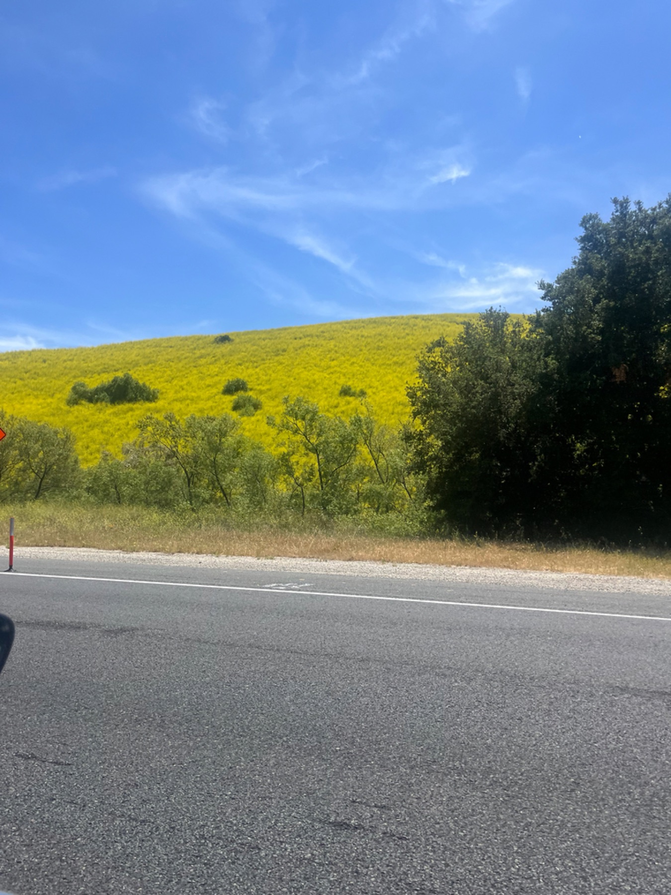 Black Mustard — photo 9