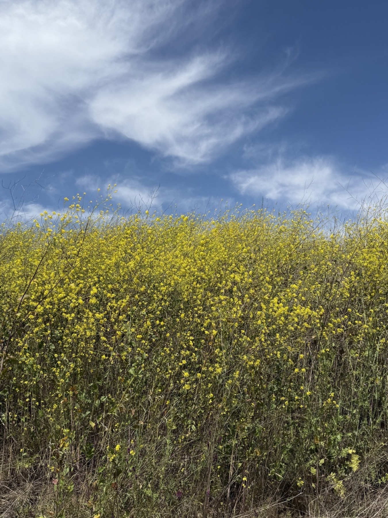 Black Mustard — photo 10
