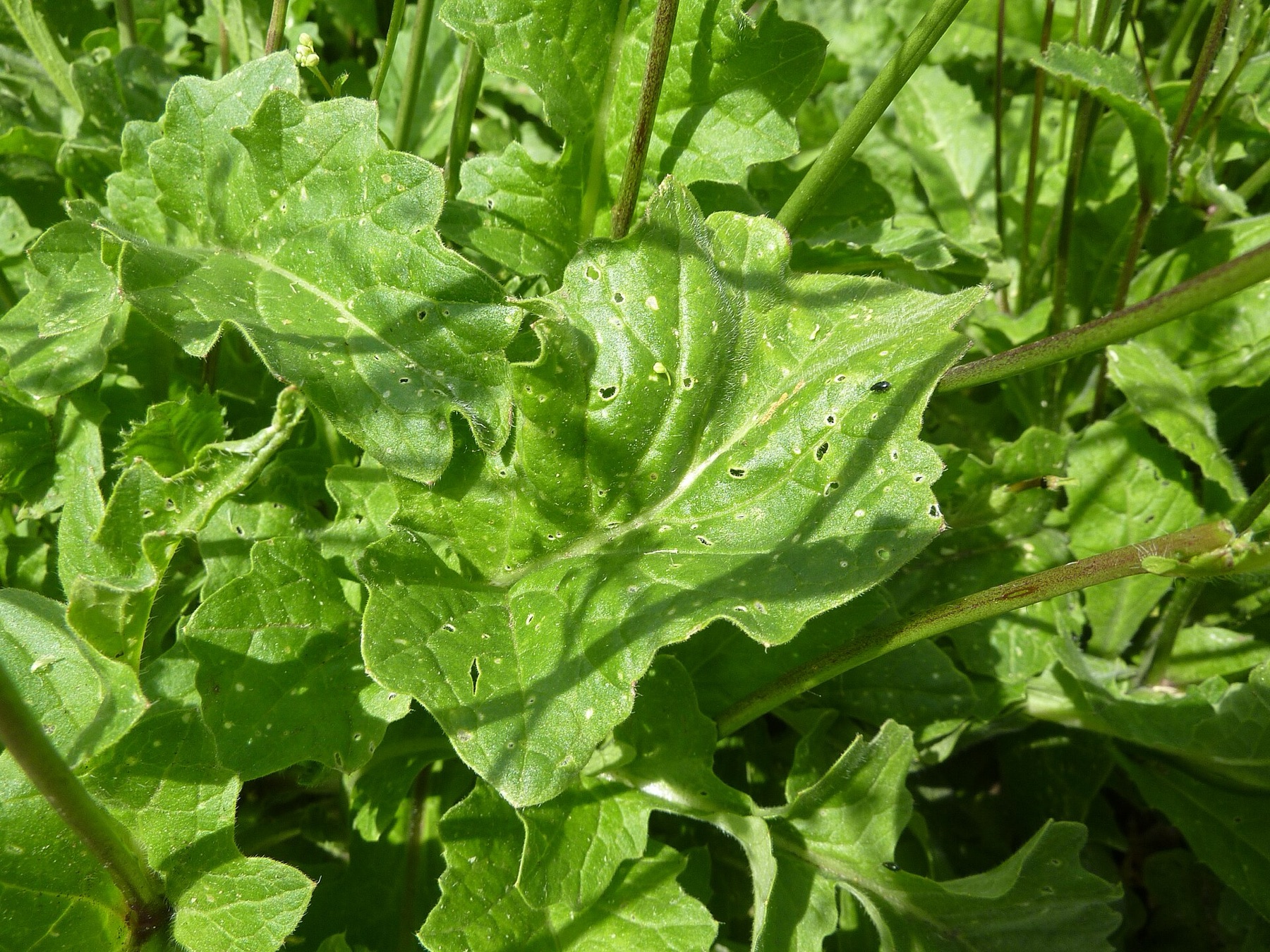 Black Mustard — photo 11