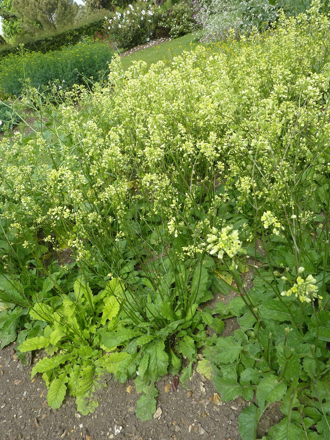 Black Mustard — photo 12