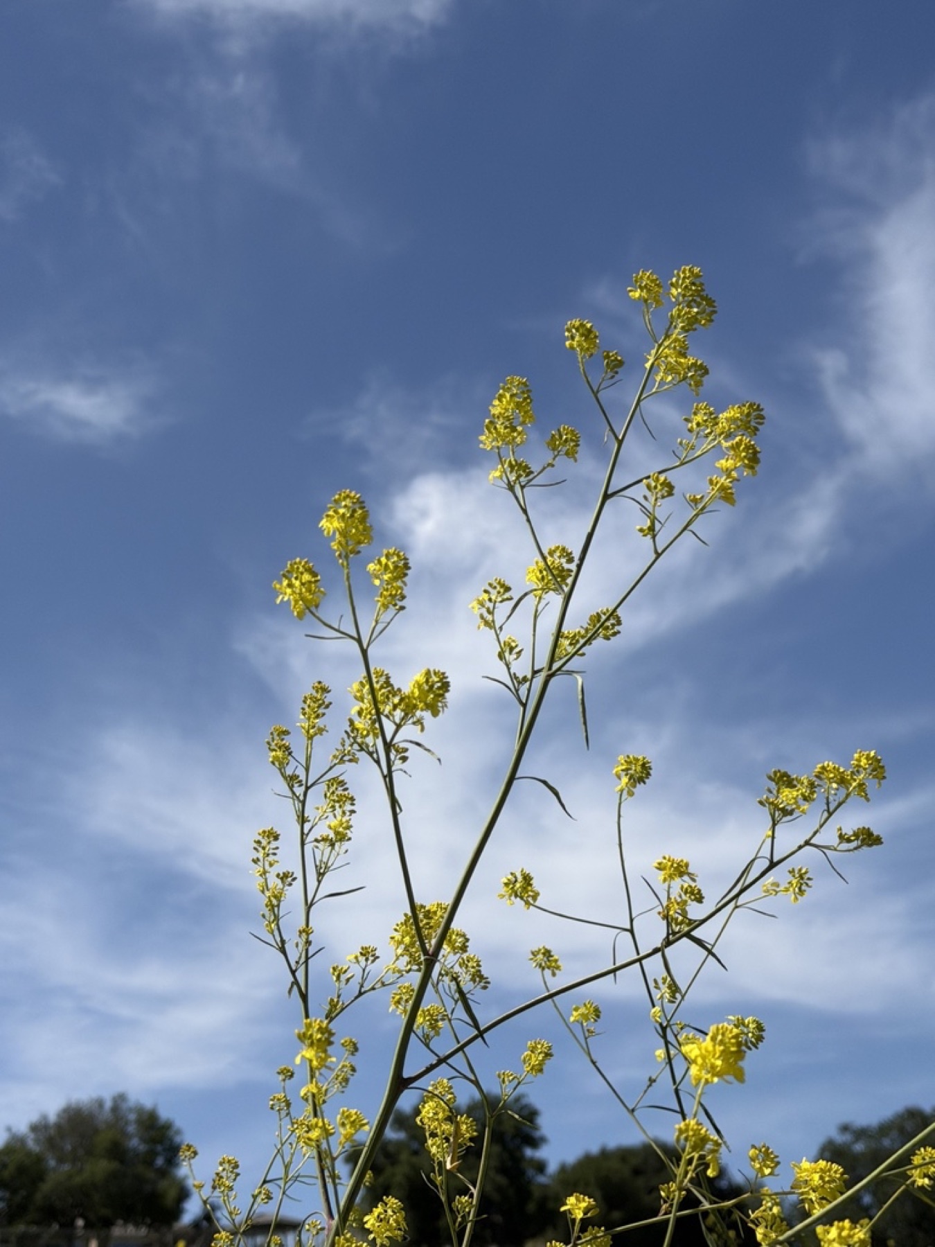 Black Mustard — photo 13