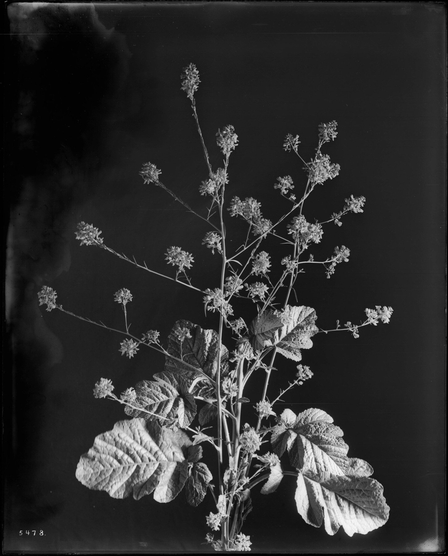Black Mustard — photo 14