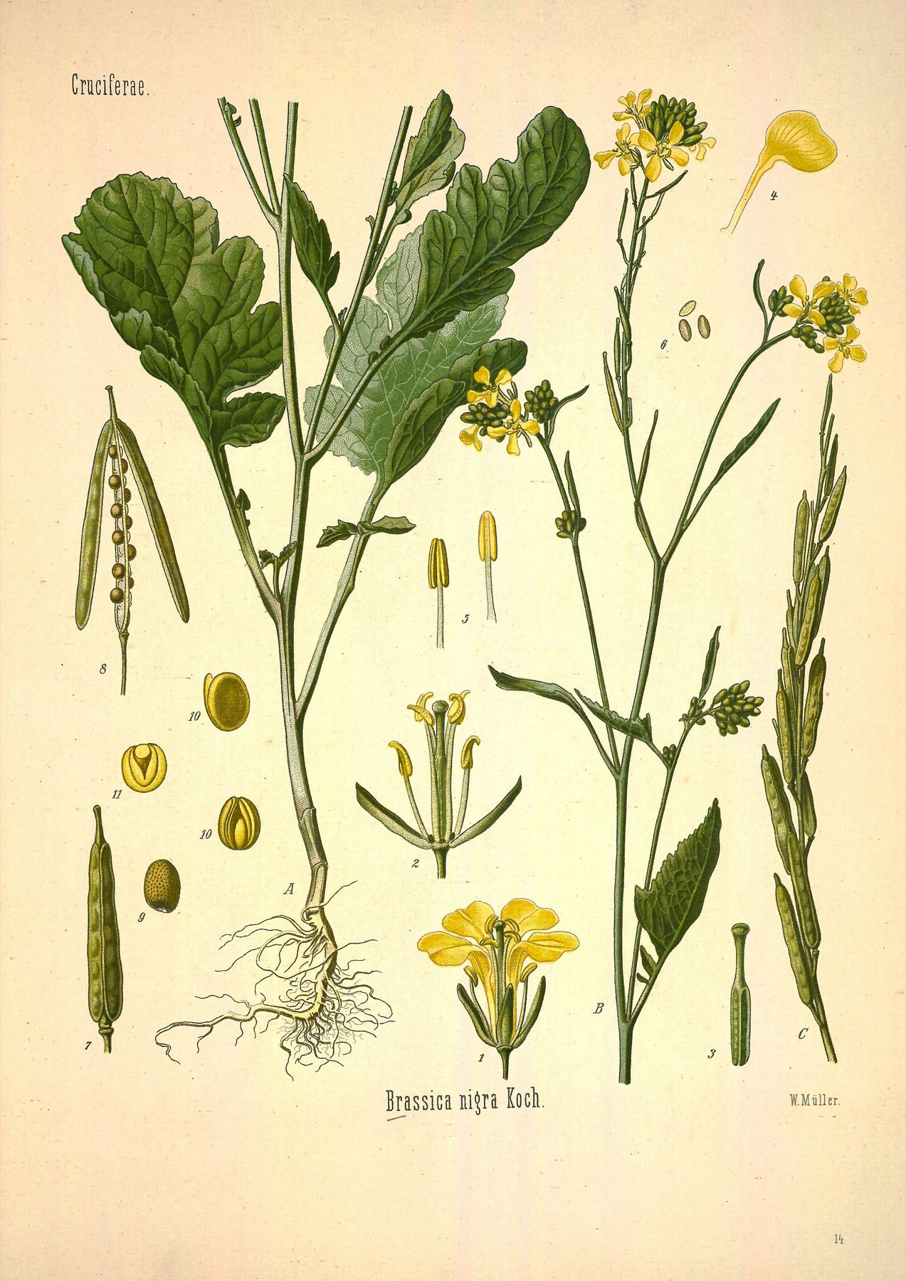 Black Mustard — photo 15