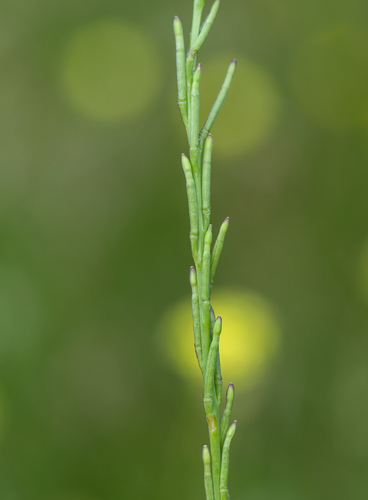 Black Mustard — photo 24