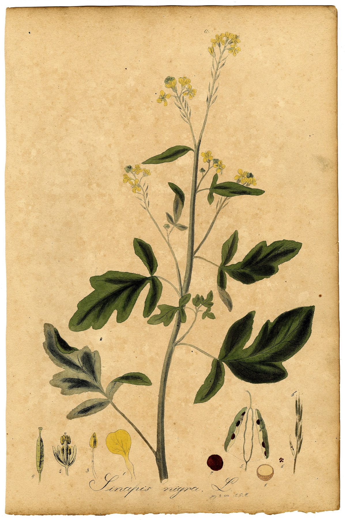Black Mustard — photo 16