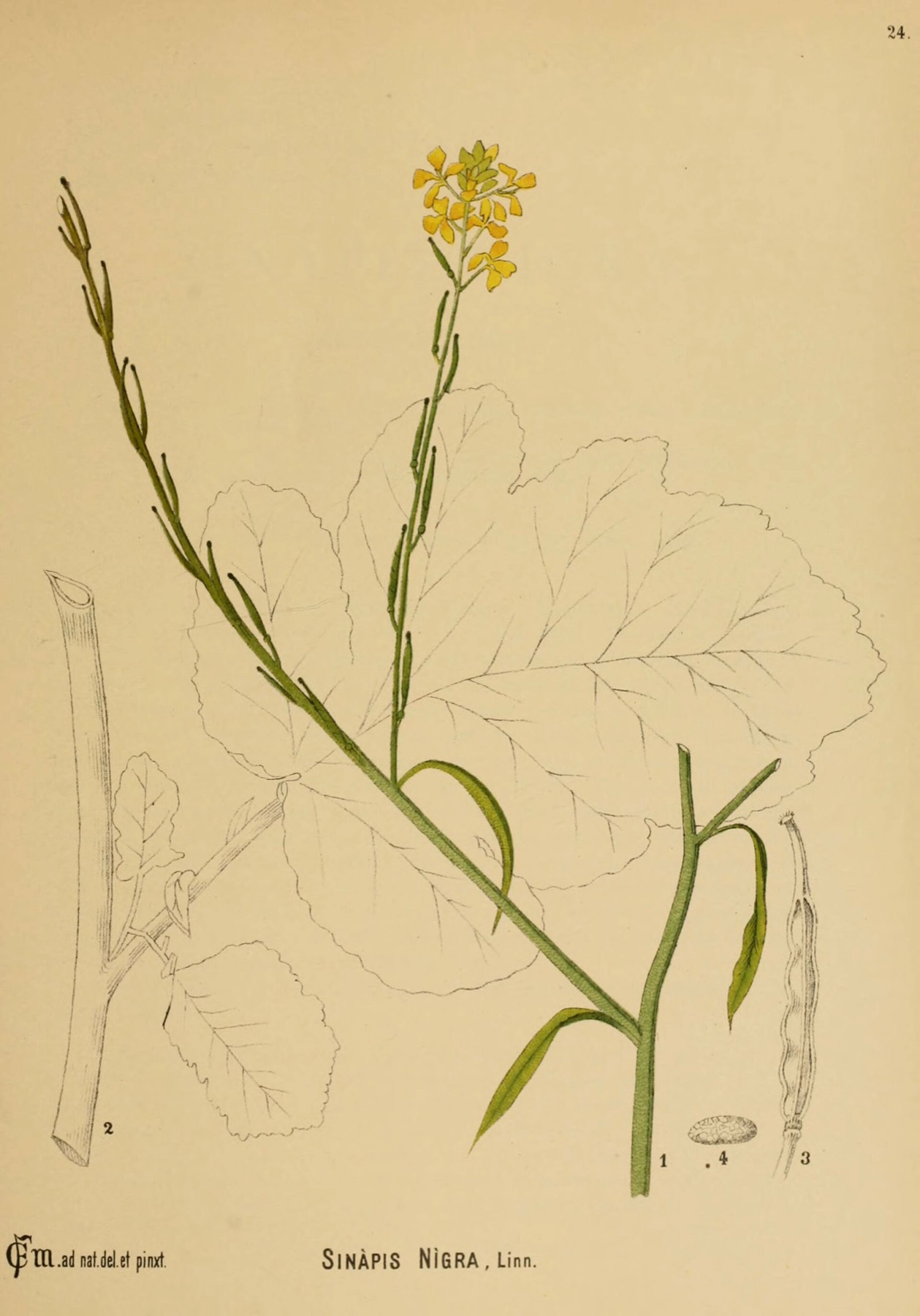 Black Mustard — photo 17