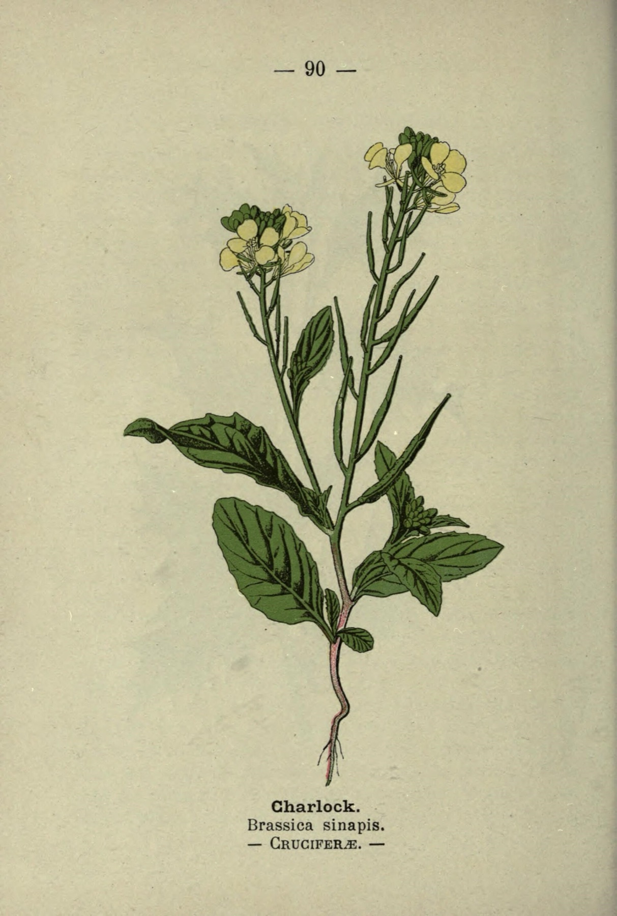 Black Mustard — photo 18