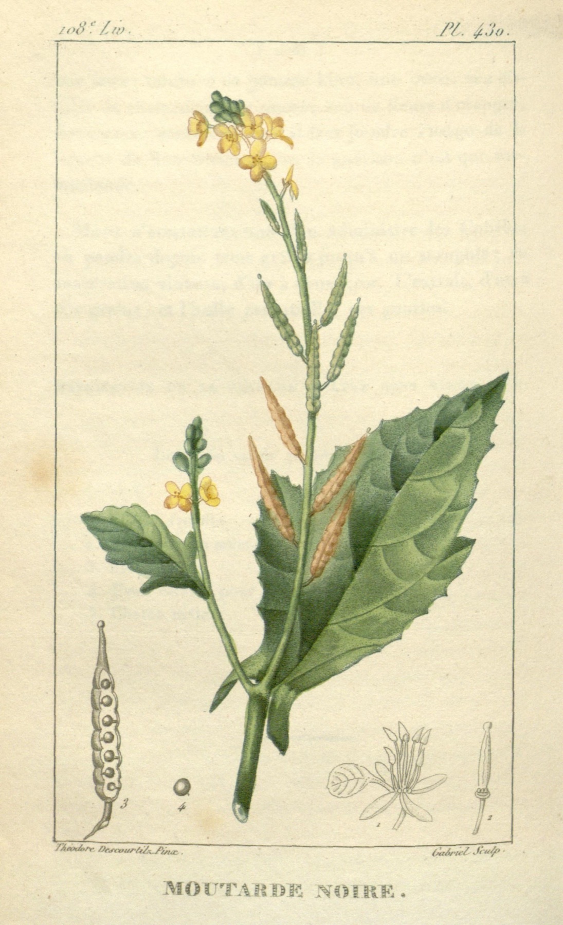 Black Mustard — photo 19
