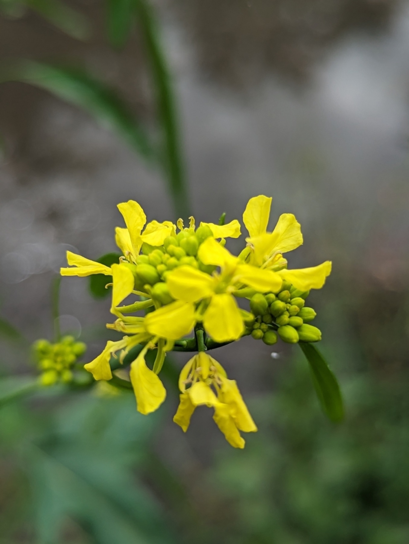 Black Mustard — photo 20