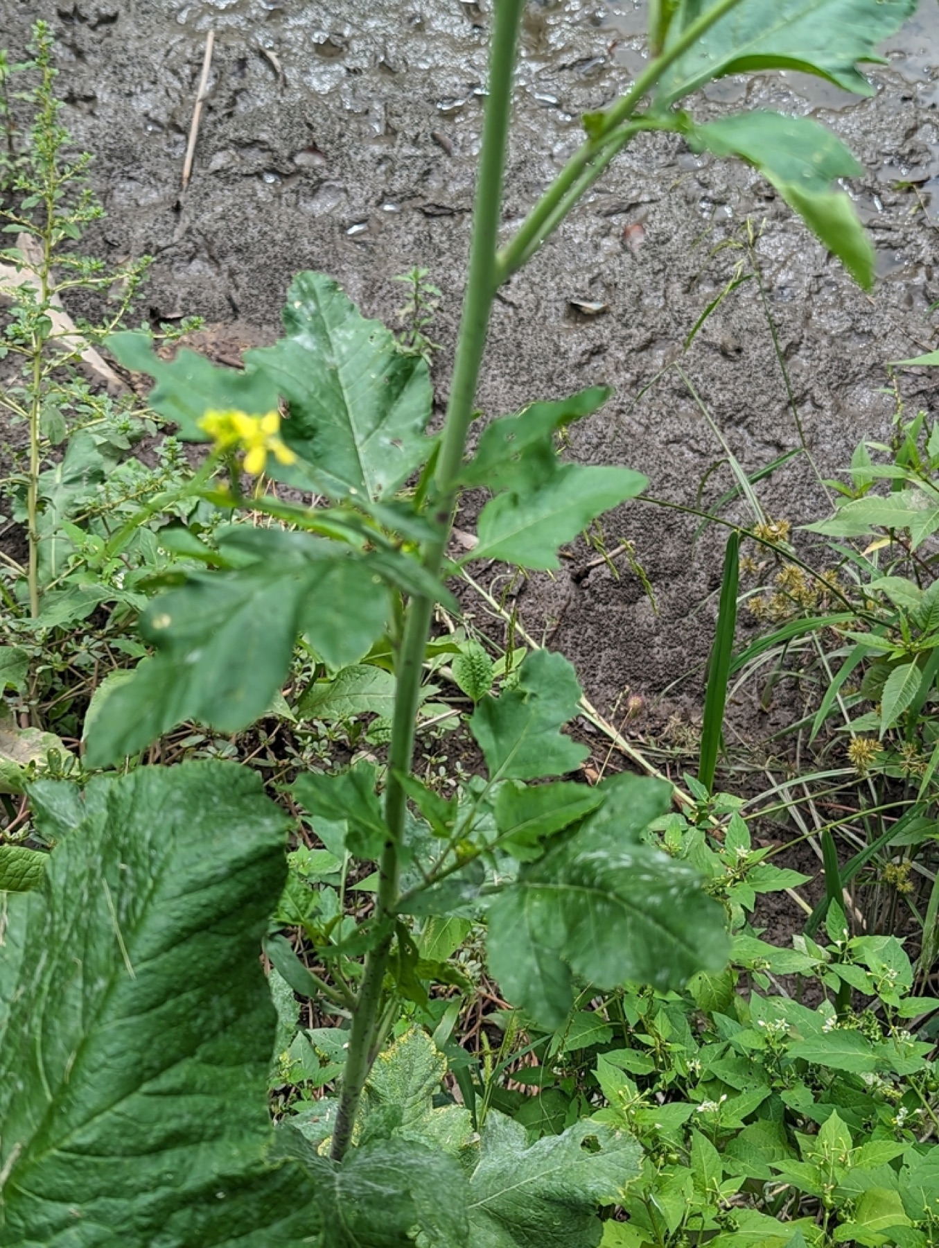 Black Mustard — photo 21