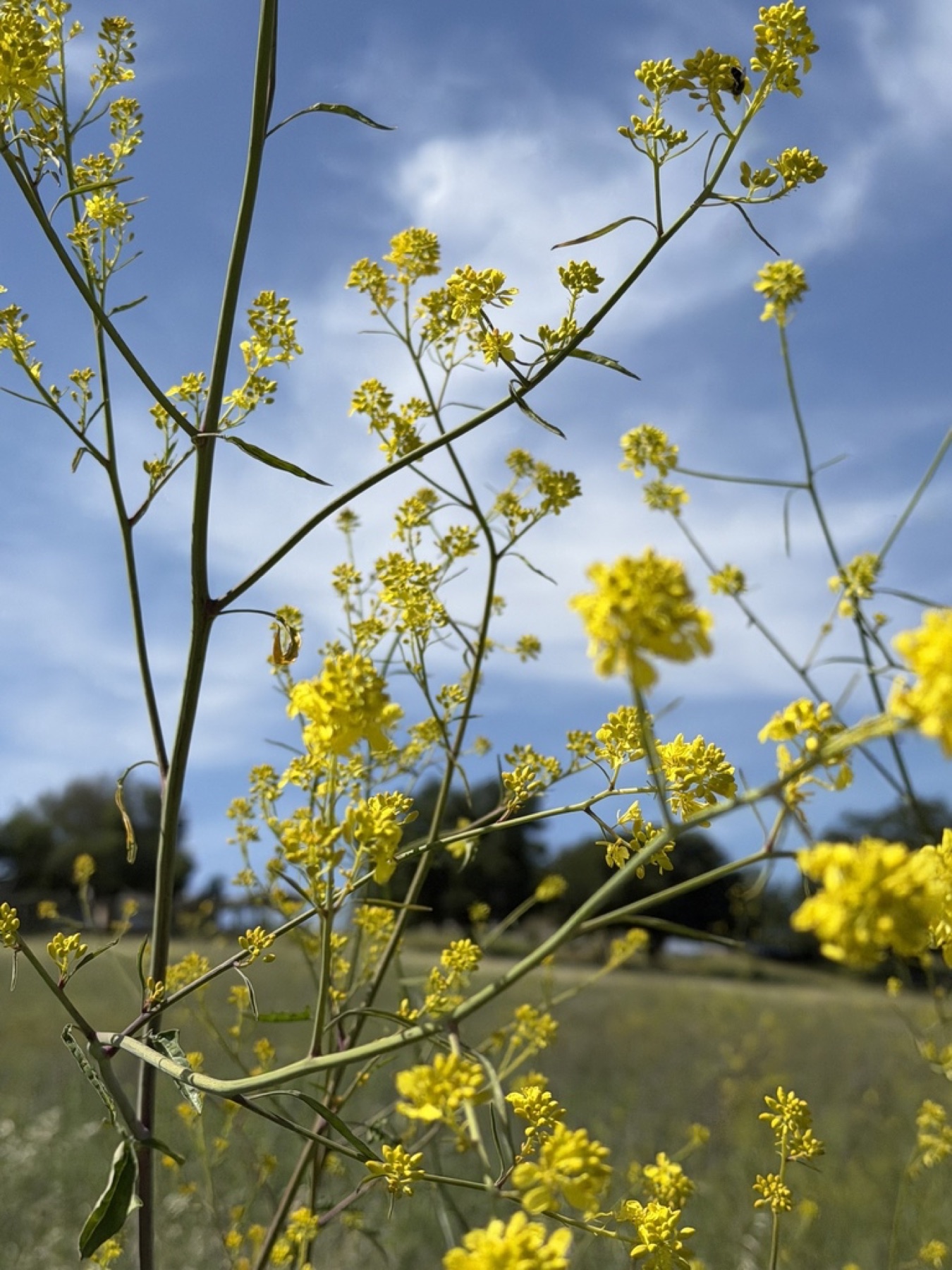 Black Mustard — photo 22
