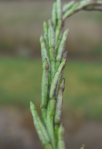 Wild Mustard — photo 3