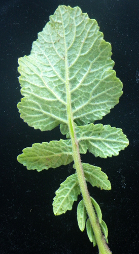 Wild Mustard — photo 4
