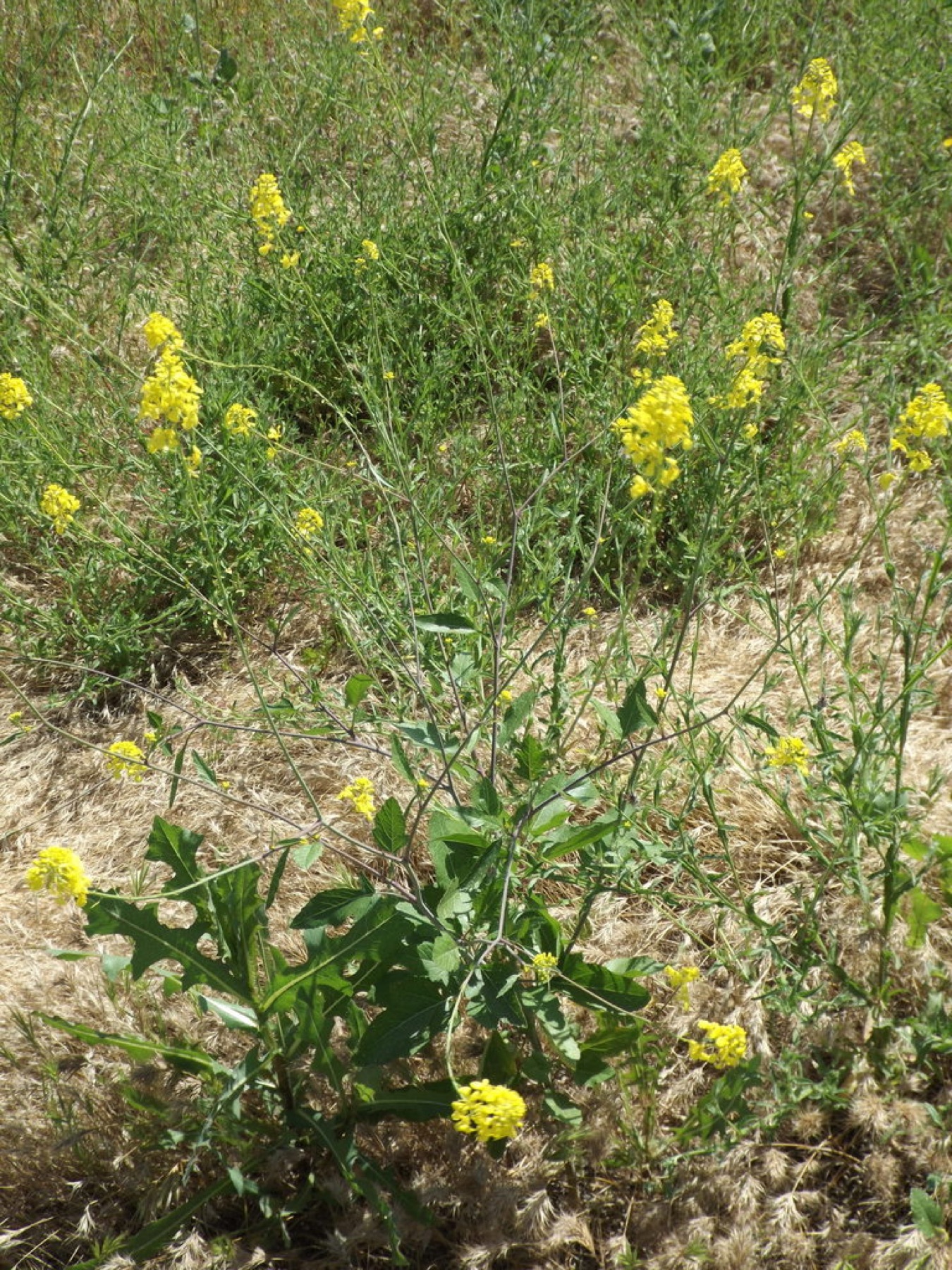Black Mustard