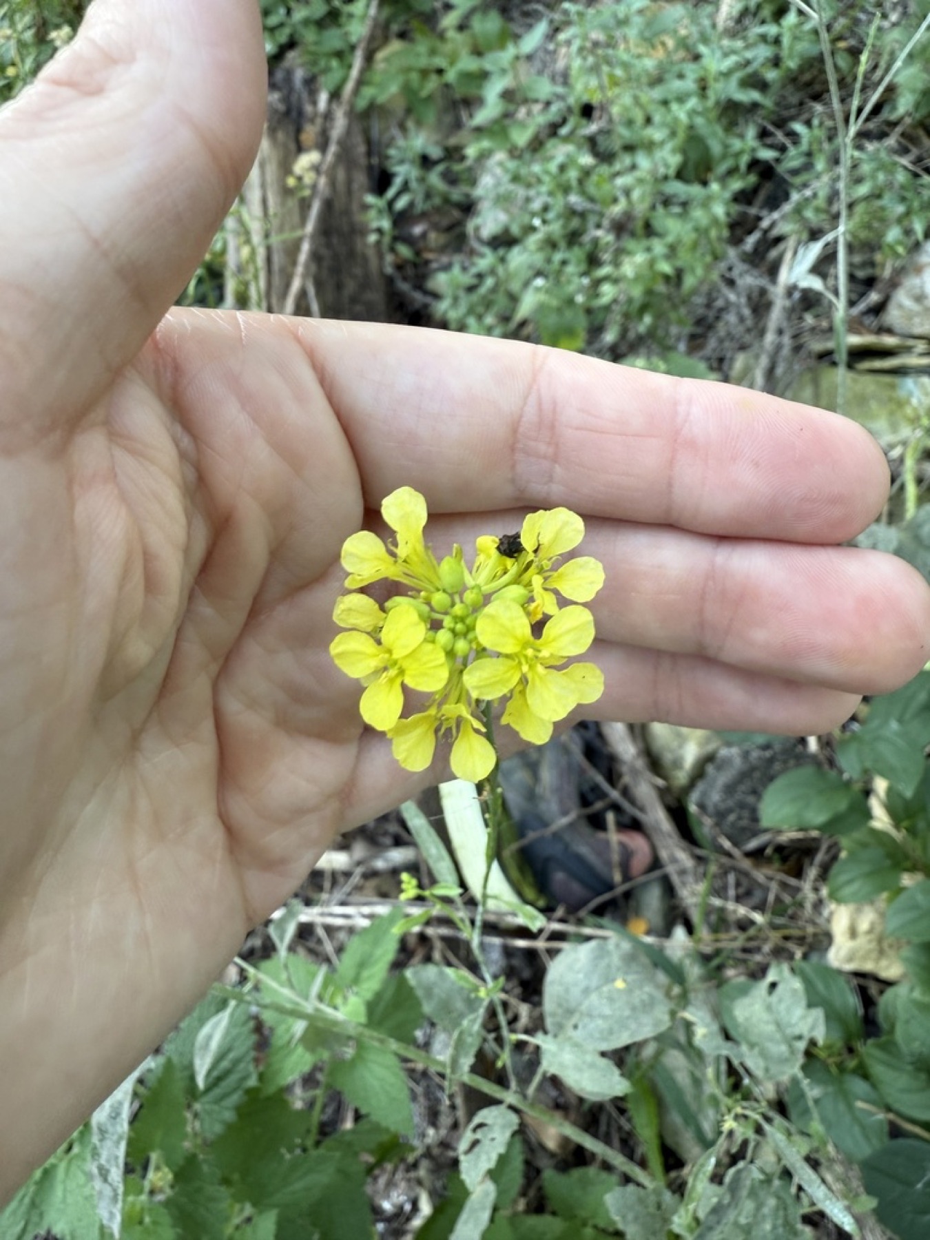 Black Mustard — photo 2
