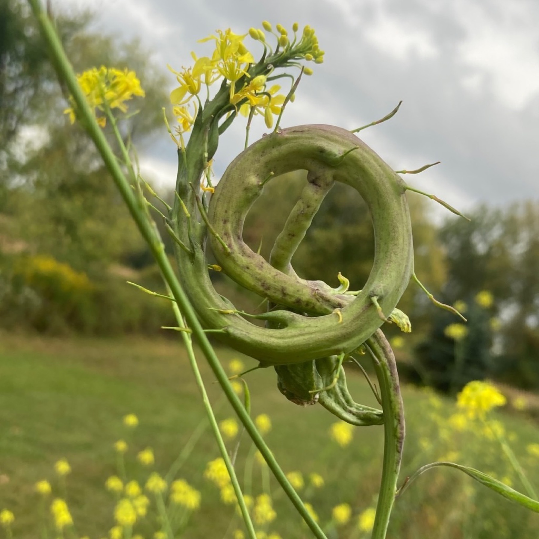 Black Mustard — photo 3