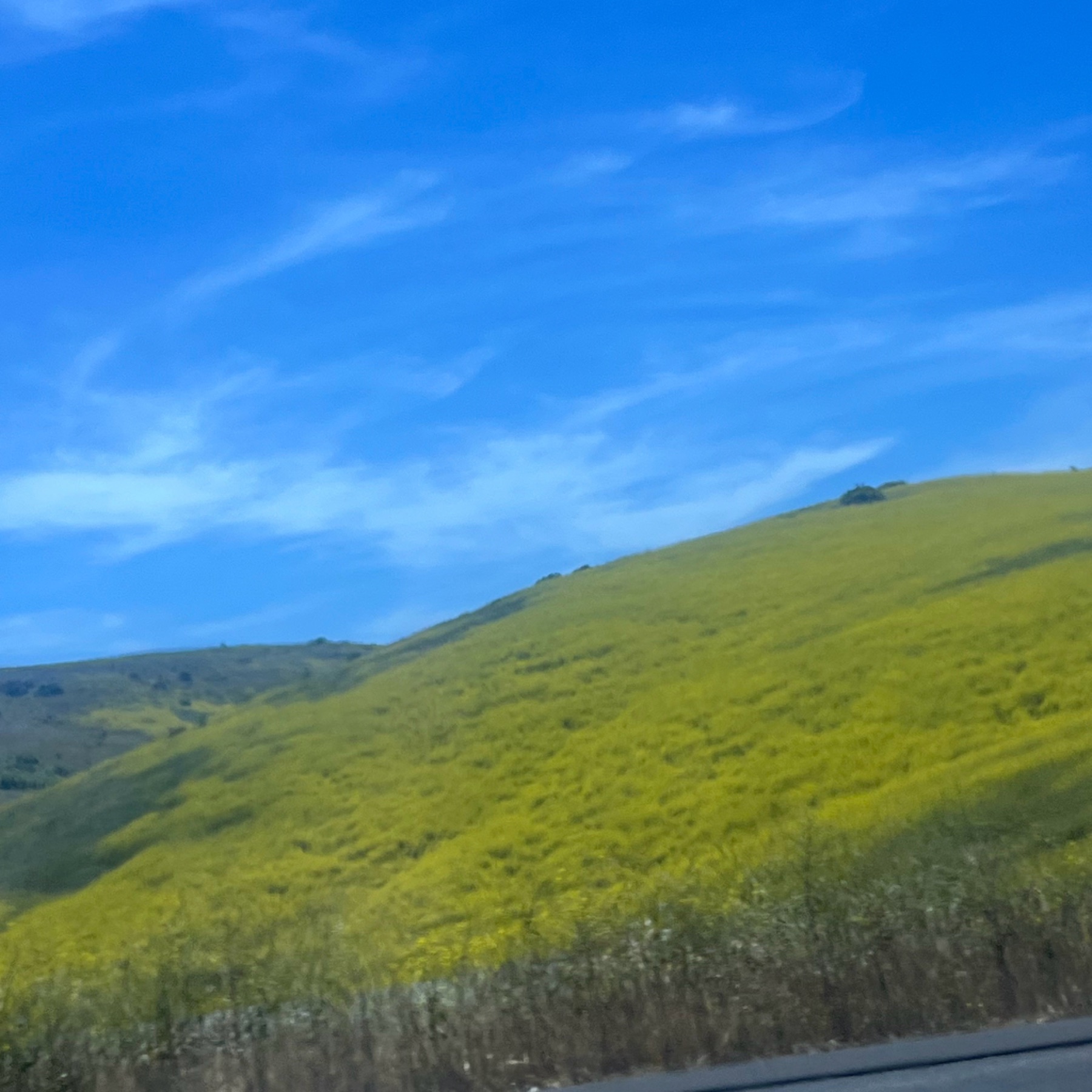 Black Mustard — photo 4