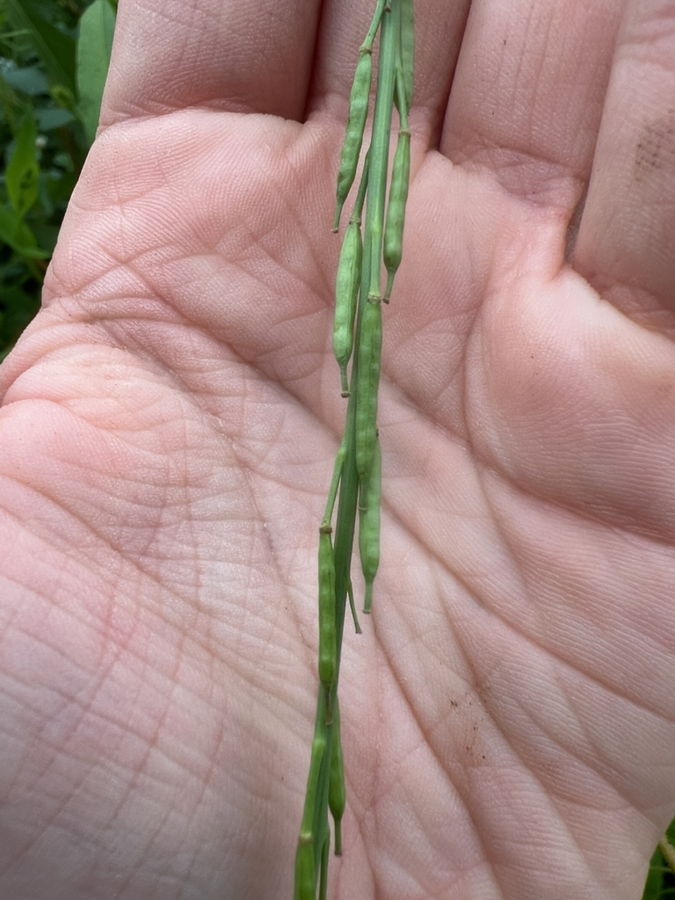 Black Mustard — photo 5