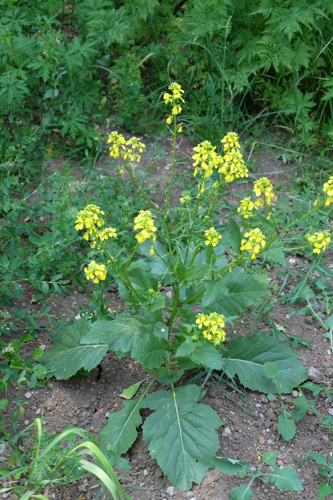 Wild Mustard
