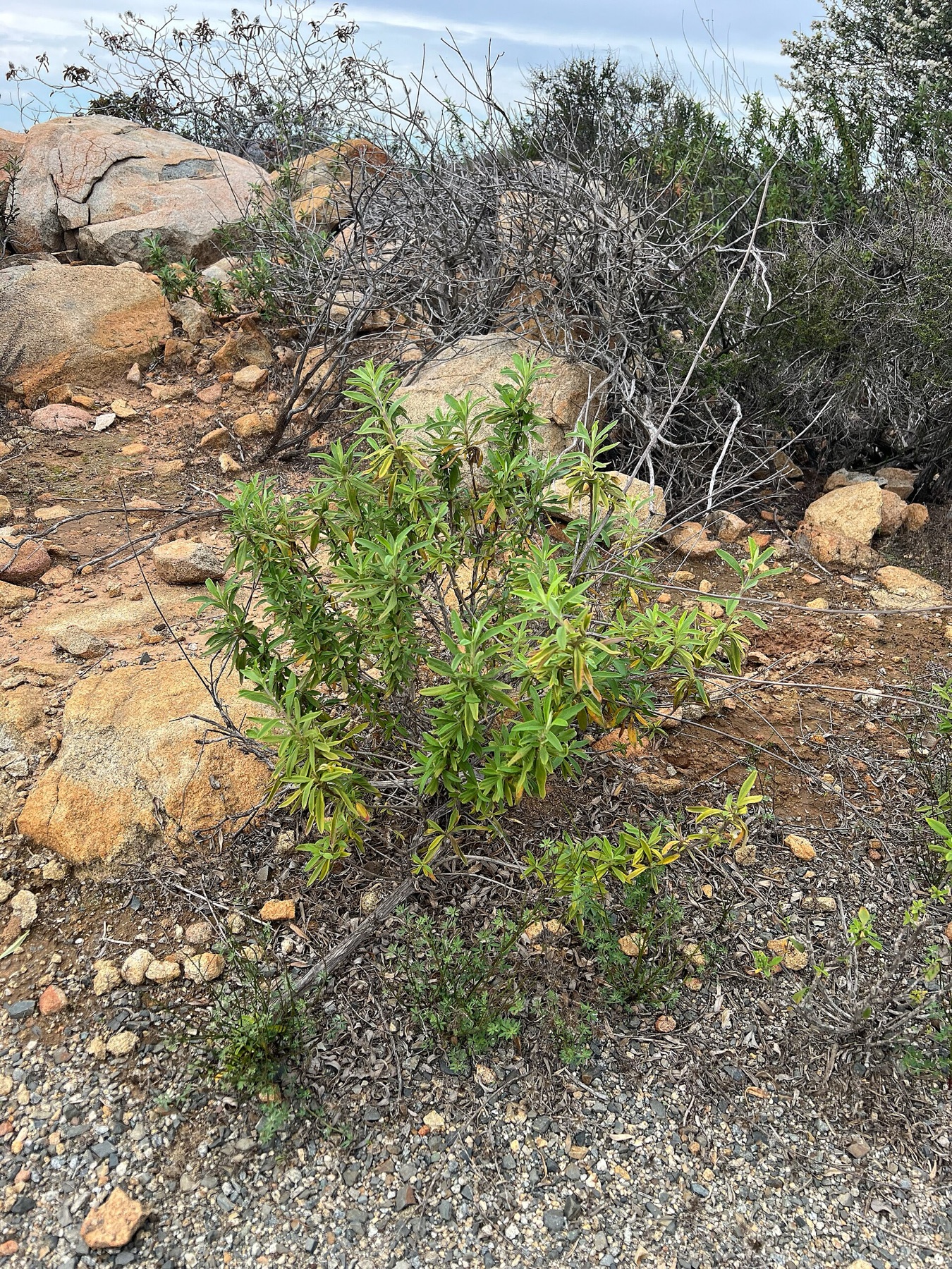 Black Sage — photo 6