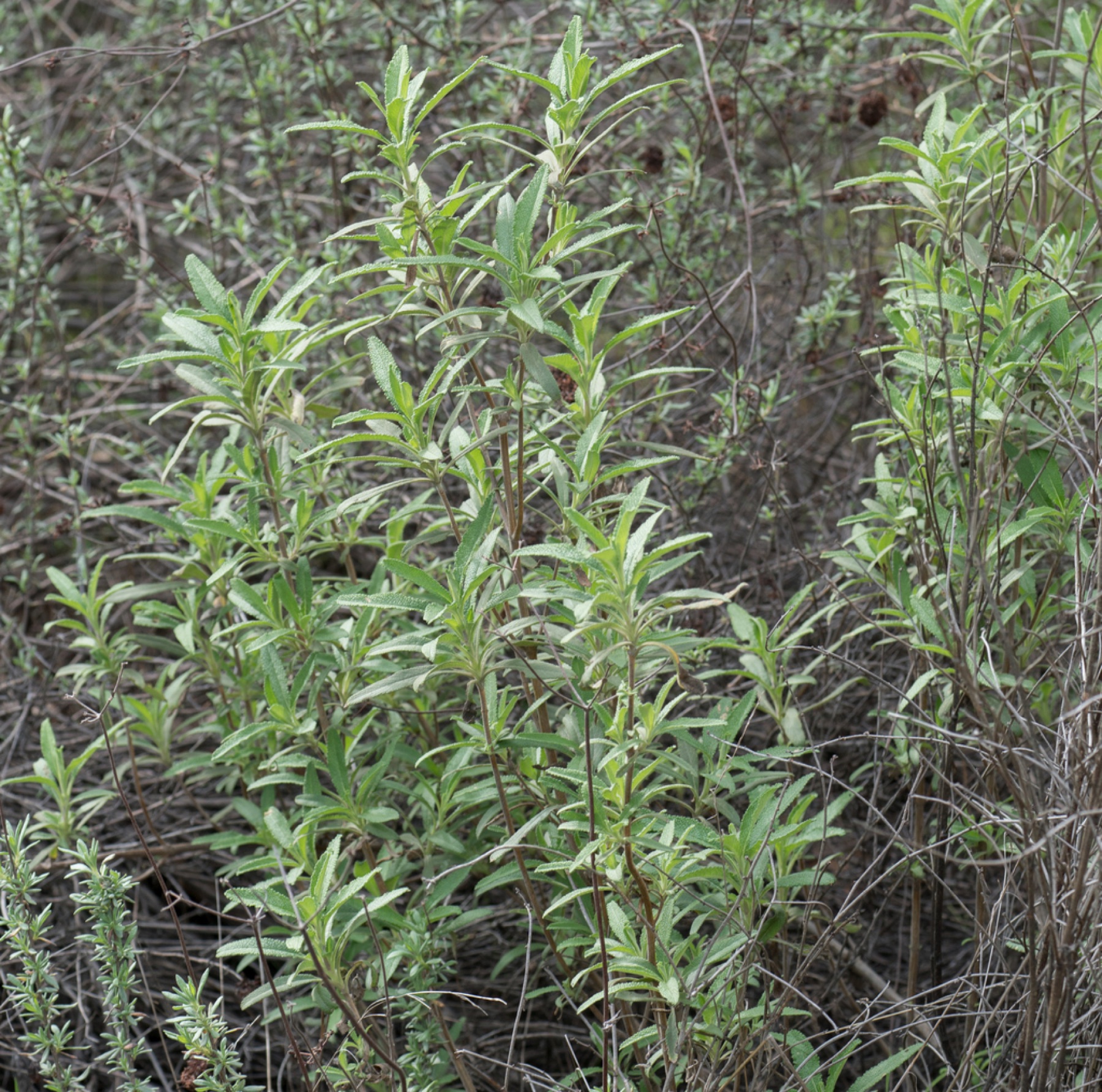 Black Sage — photo 8