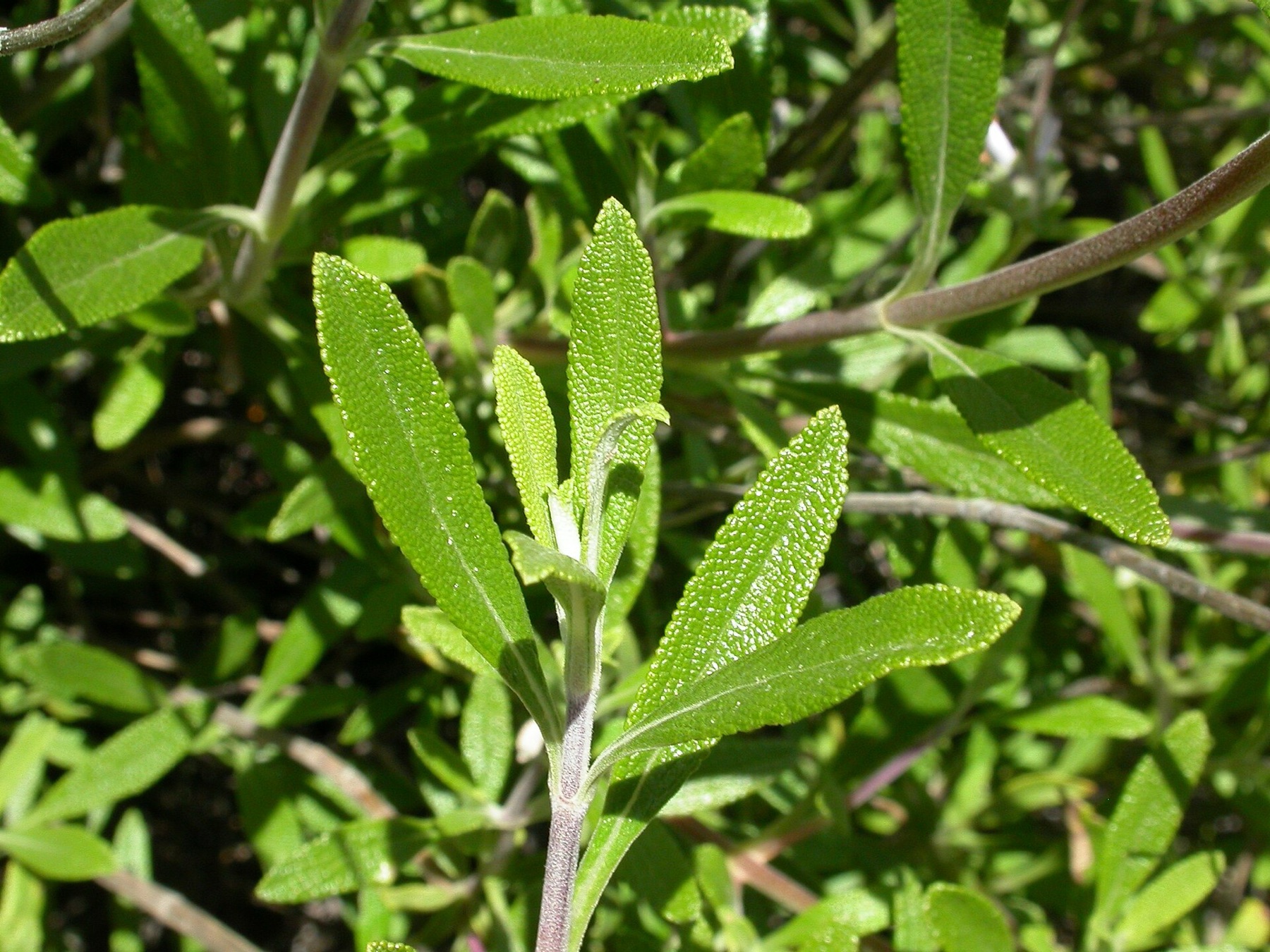 Black Sage — photo 9