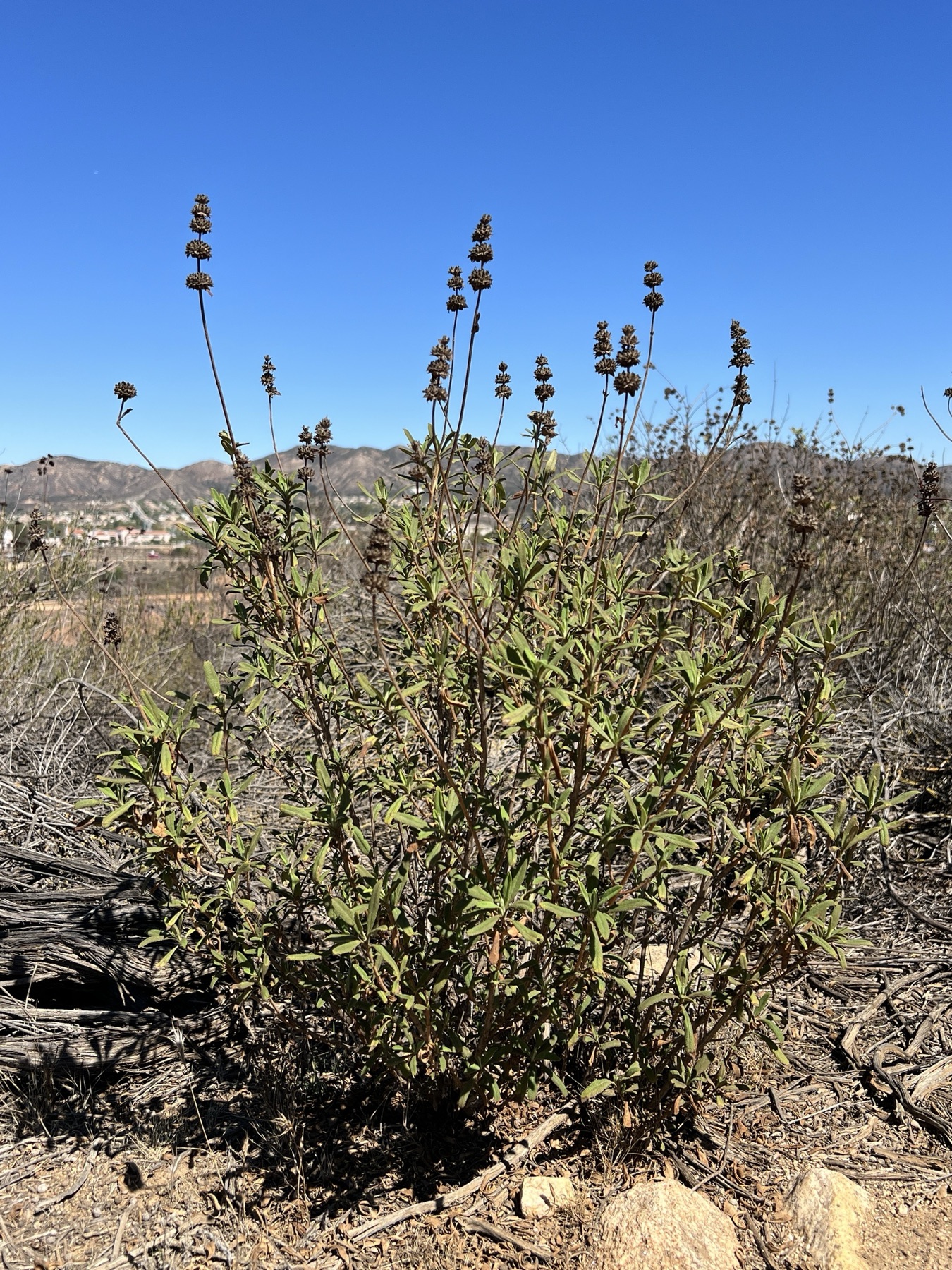 Black Sage — photo 10