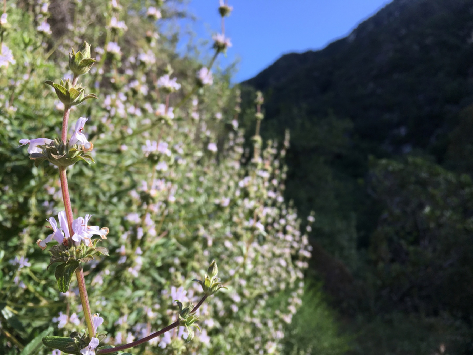 Black Sage — photo 11