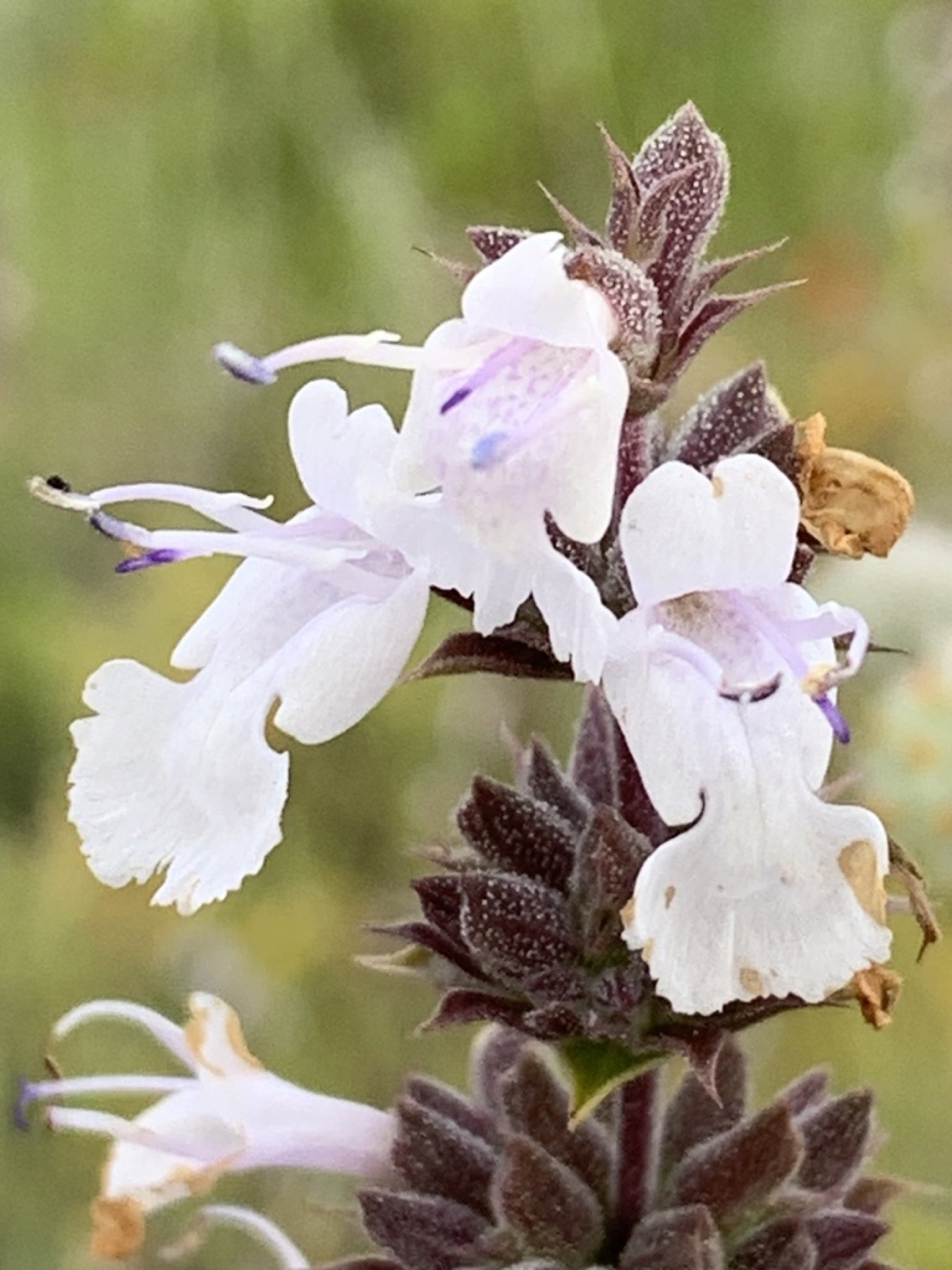 Black Sage — photo 12