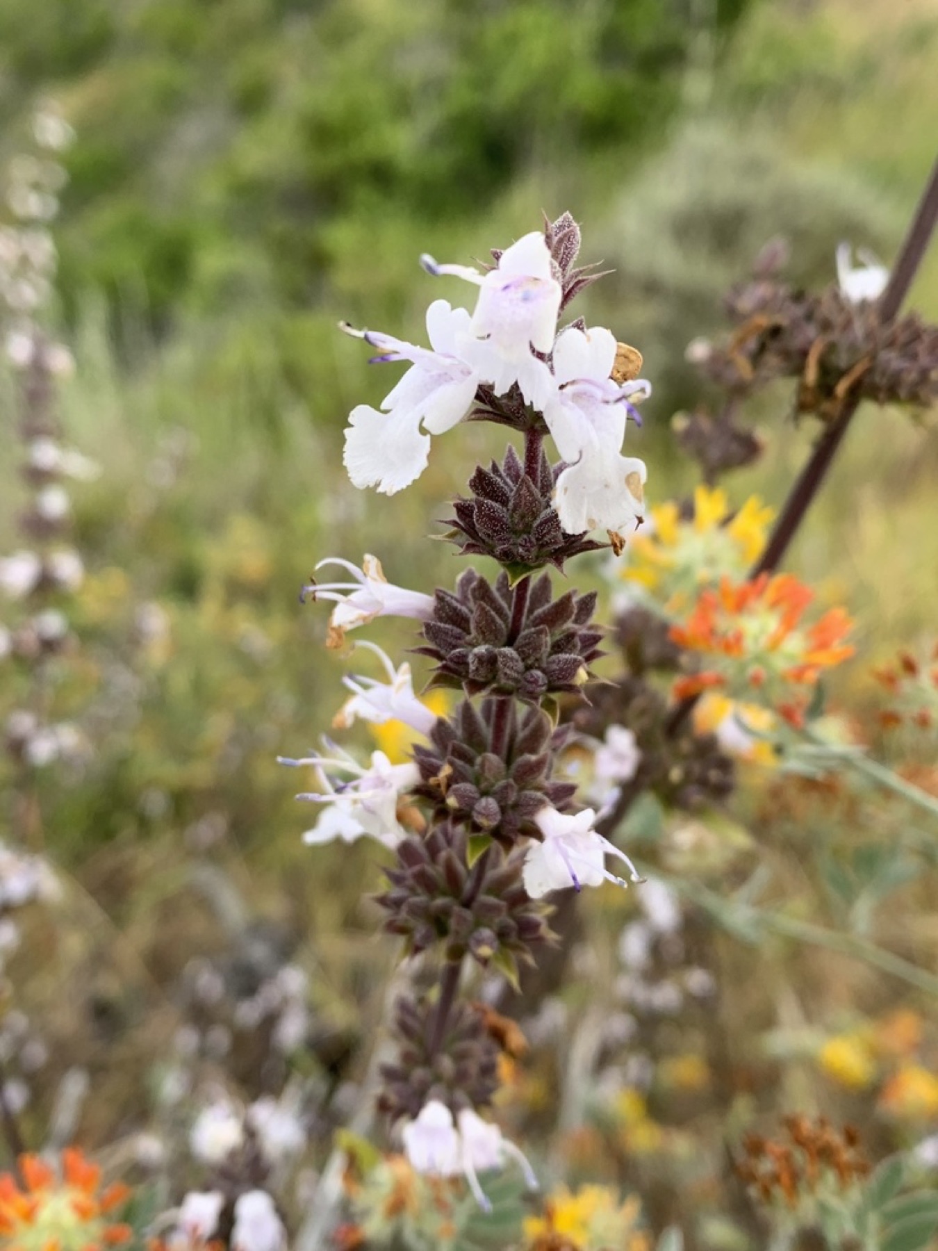 Black Sage — photo 13