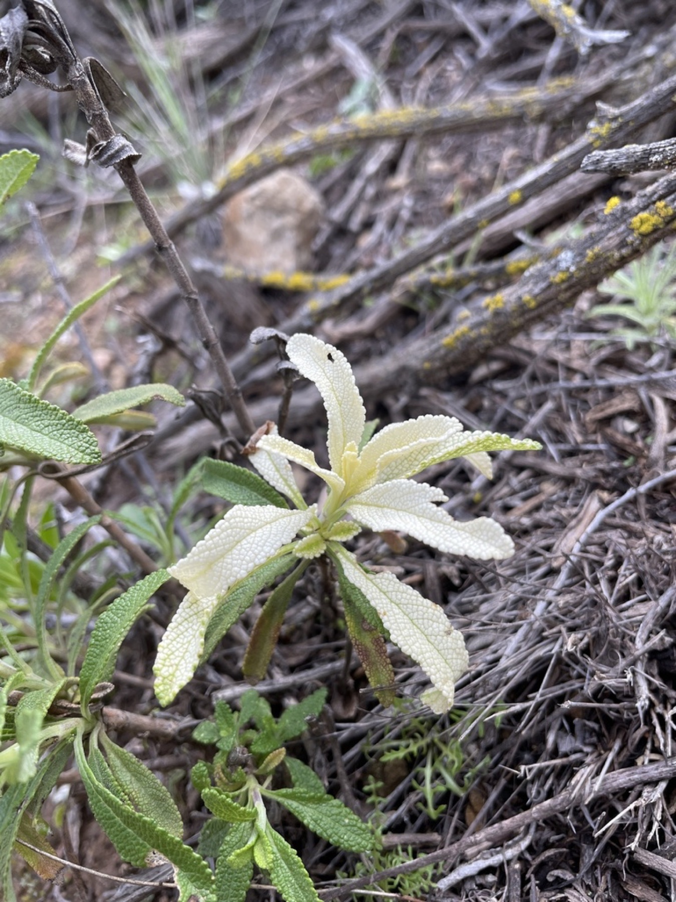 Black Sage — photo 14