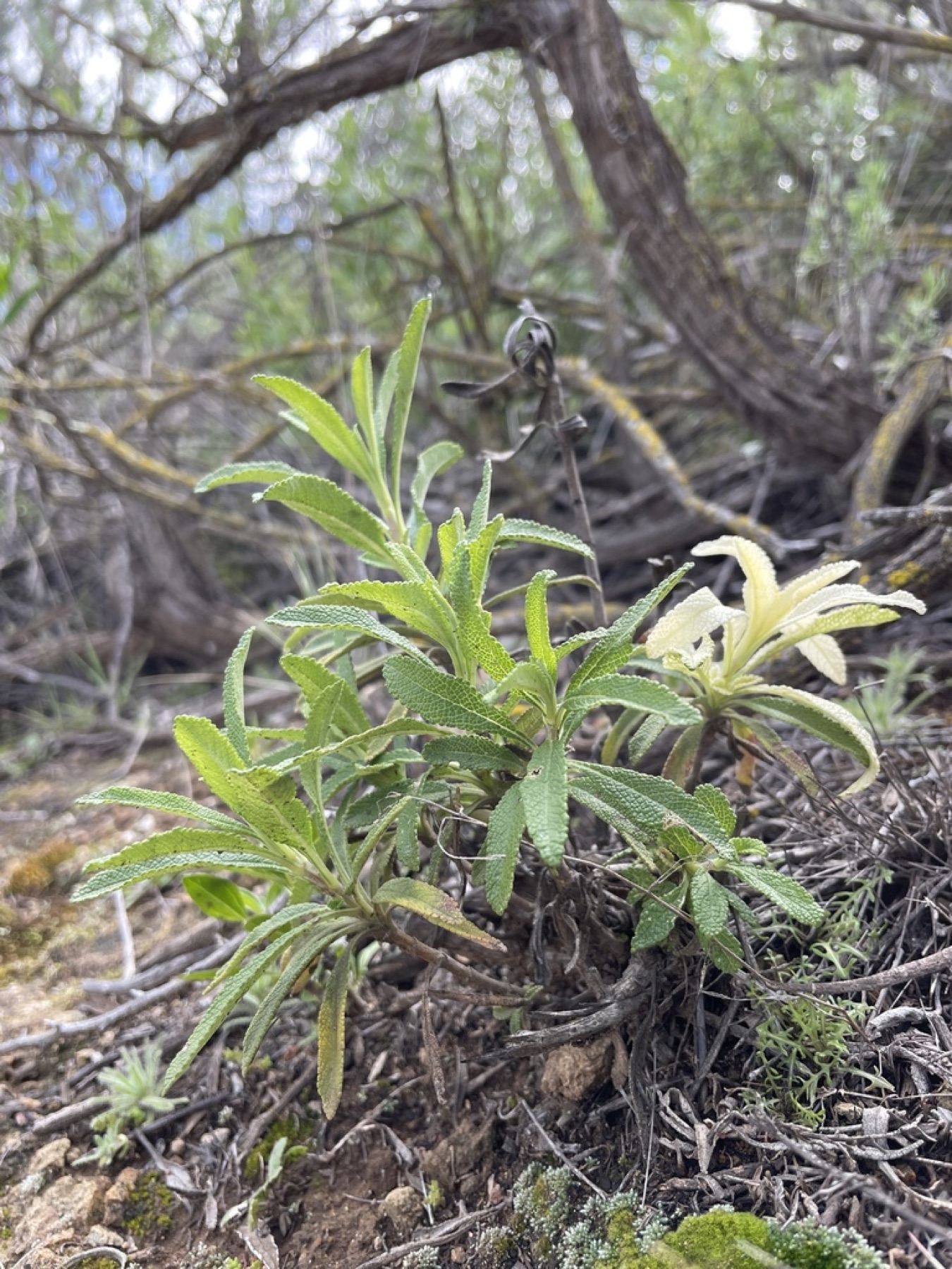 Black Sage — photo 15
