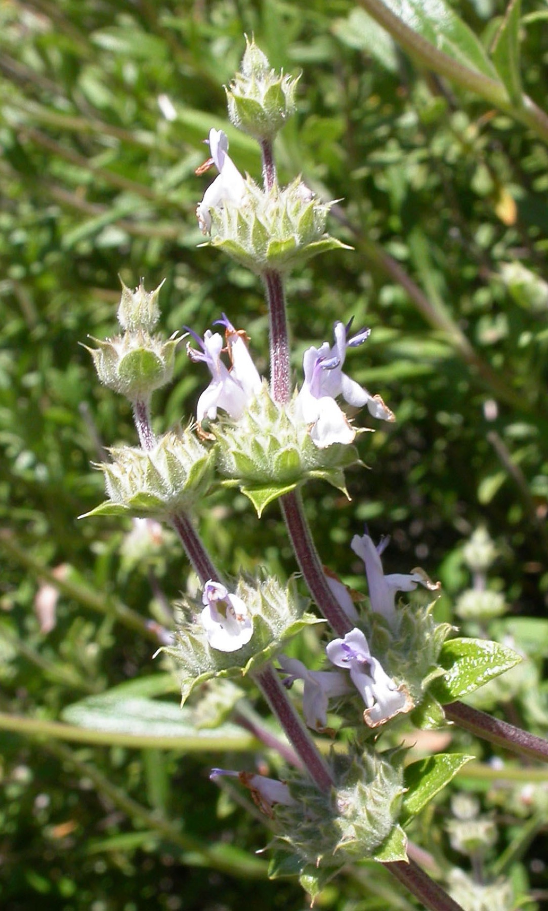 Black Sage — photo 16